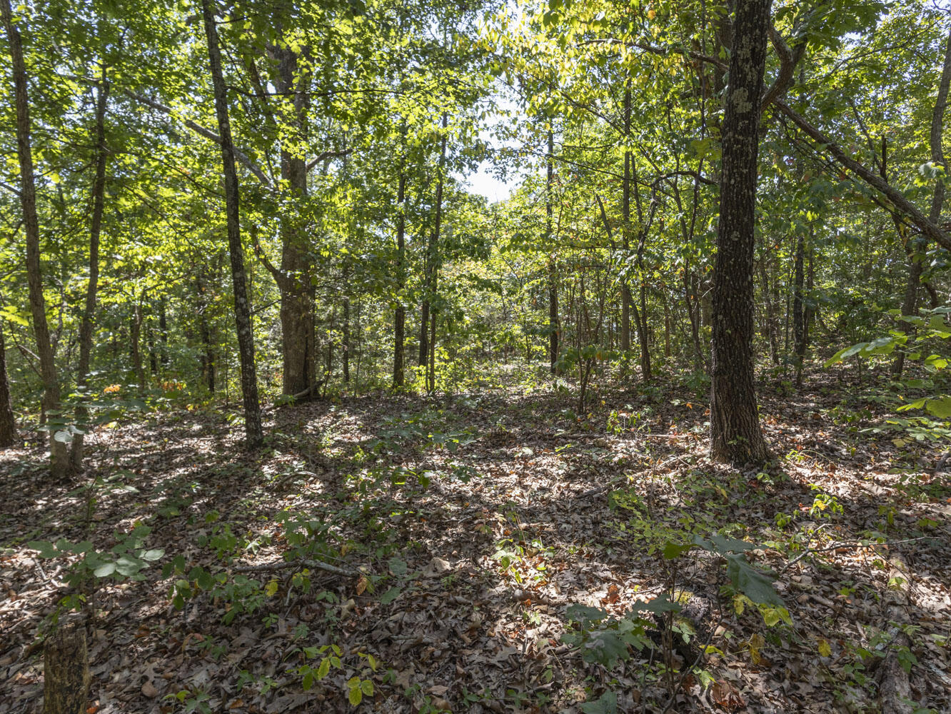 Photo 10 - Land for sale – 000  State Highway Ak   Ava, MO