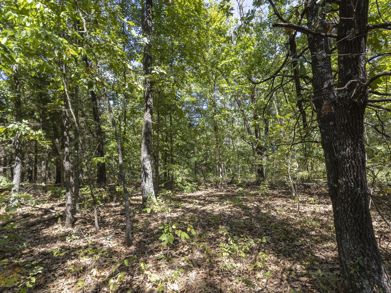 Photo 11 - Land for sale – 000  State Highway Ak   Ava, MO