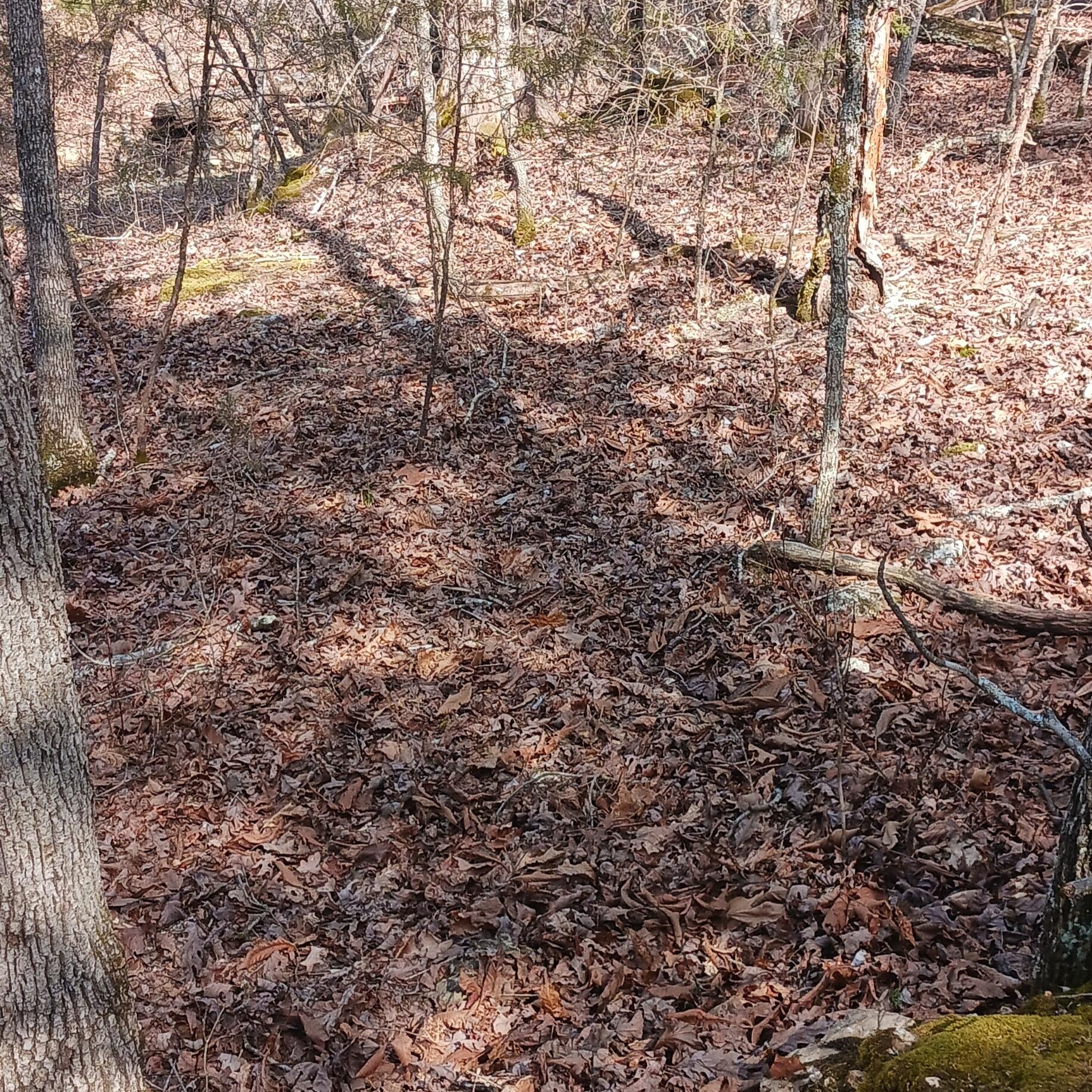 Land for sale – Blk3 Lot25  Elmwood Ave.   Theodosia, MO