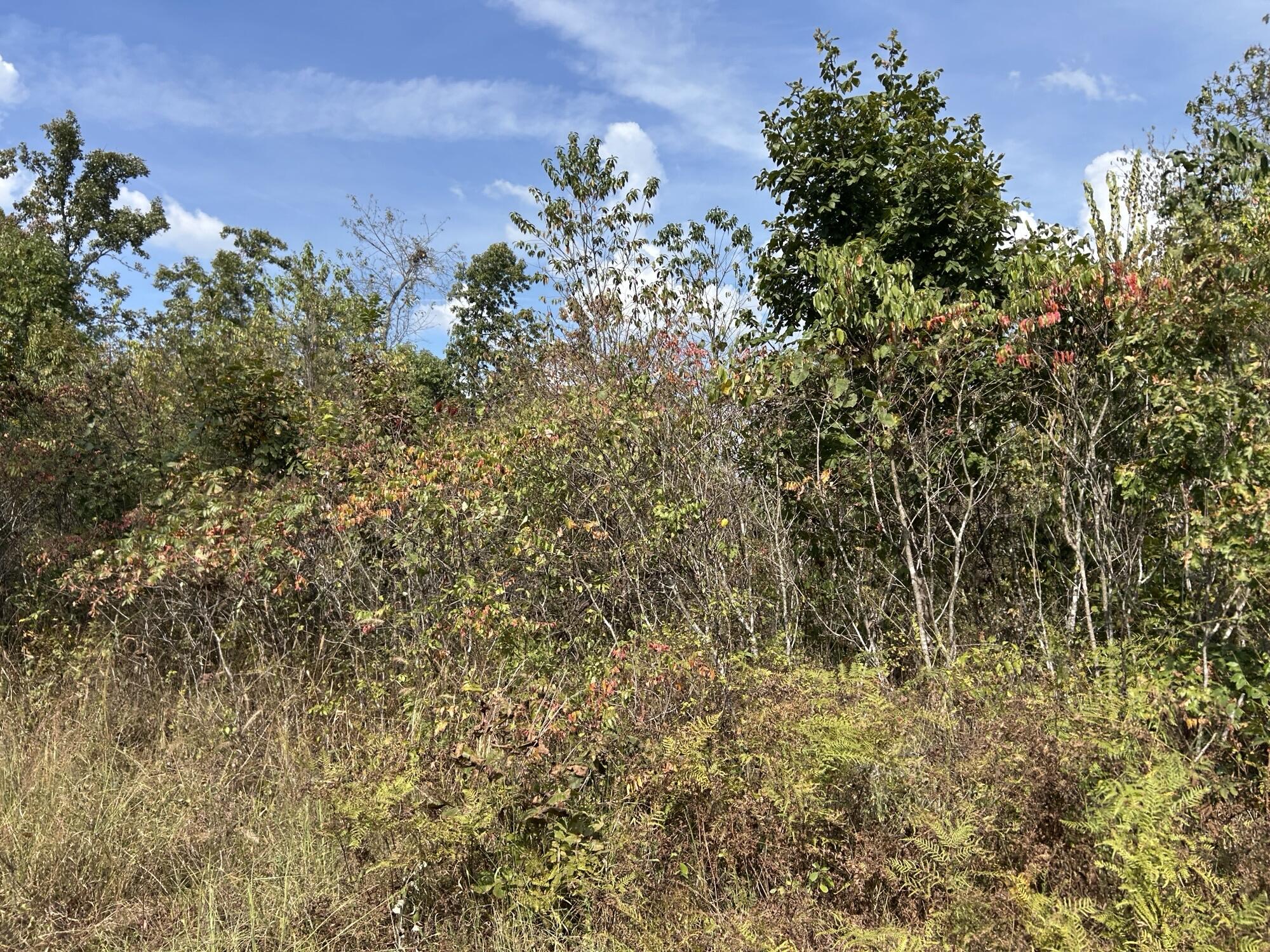 Photo 28 - Land for sale – Hc 73  Box 4925 (Track 20)   Drury, MO