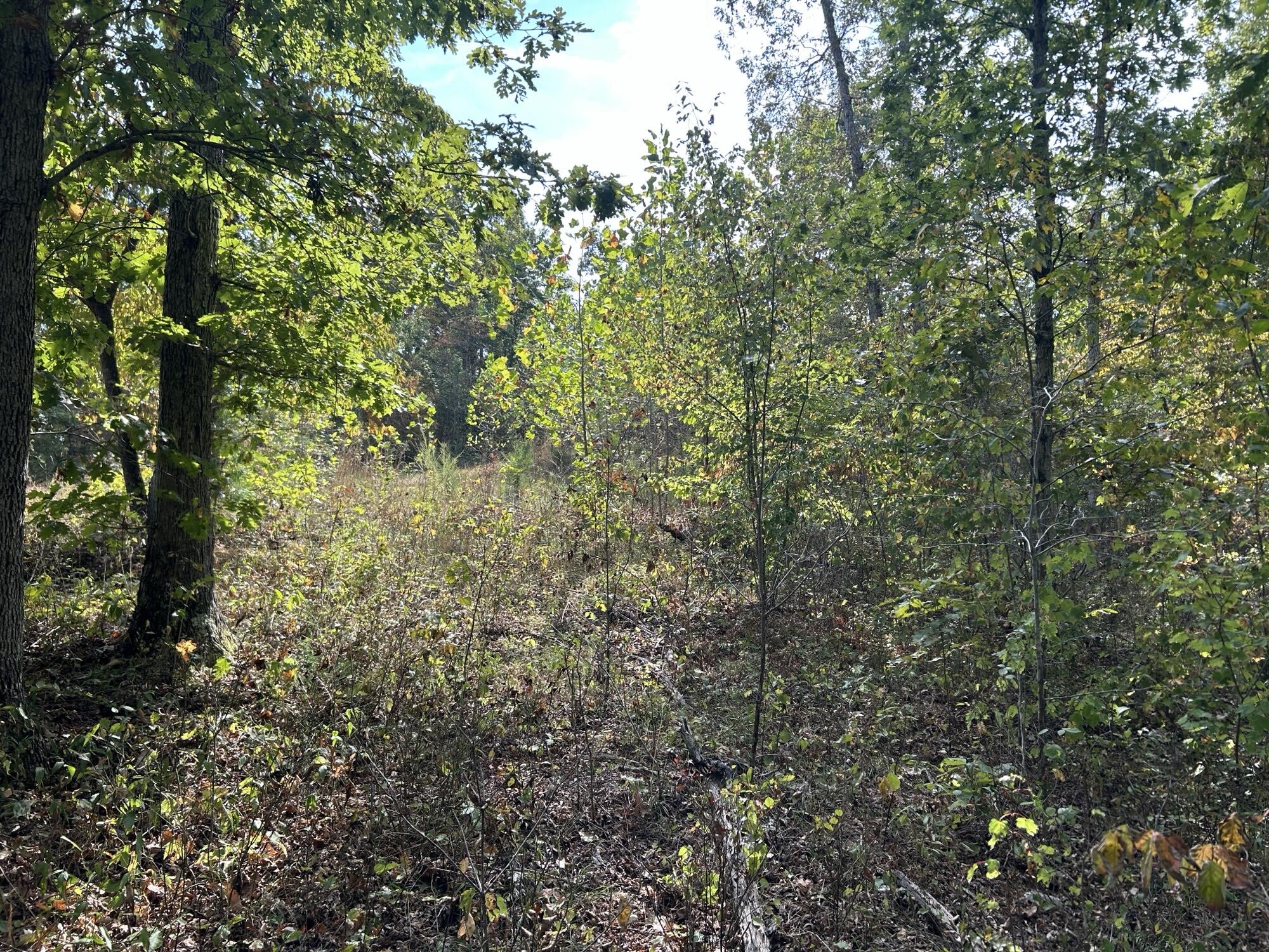 Photo 23 - Land for sale – Hc 73  Box 4925 (Track 20)   Drury, MO