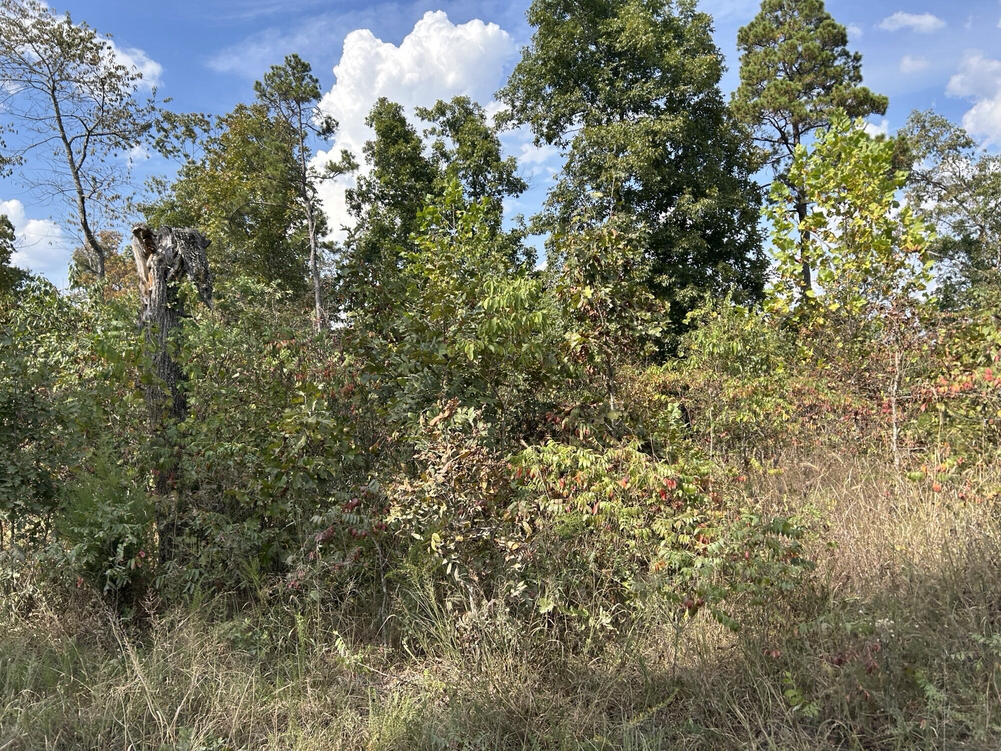 Photo 26 - Land for sale – Hc 73  Box 4925 (Track 20)   Drury, MO