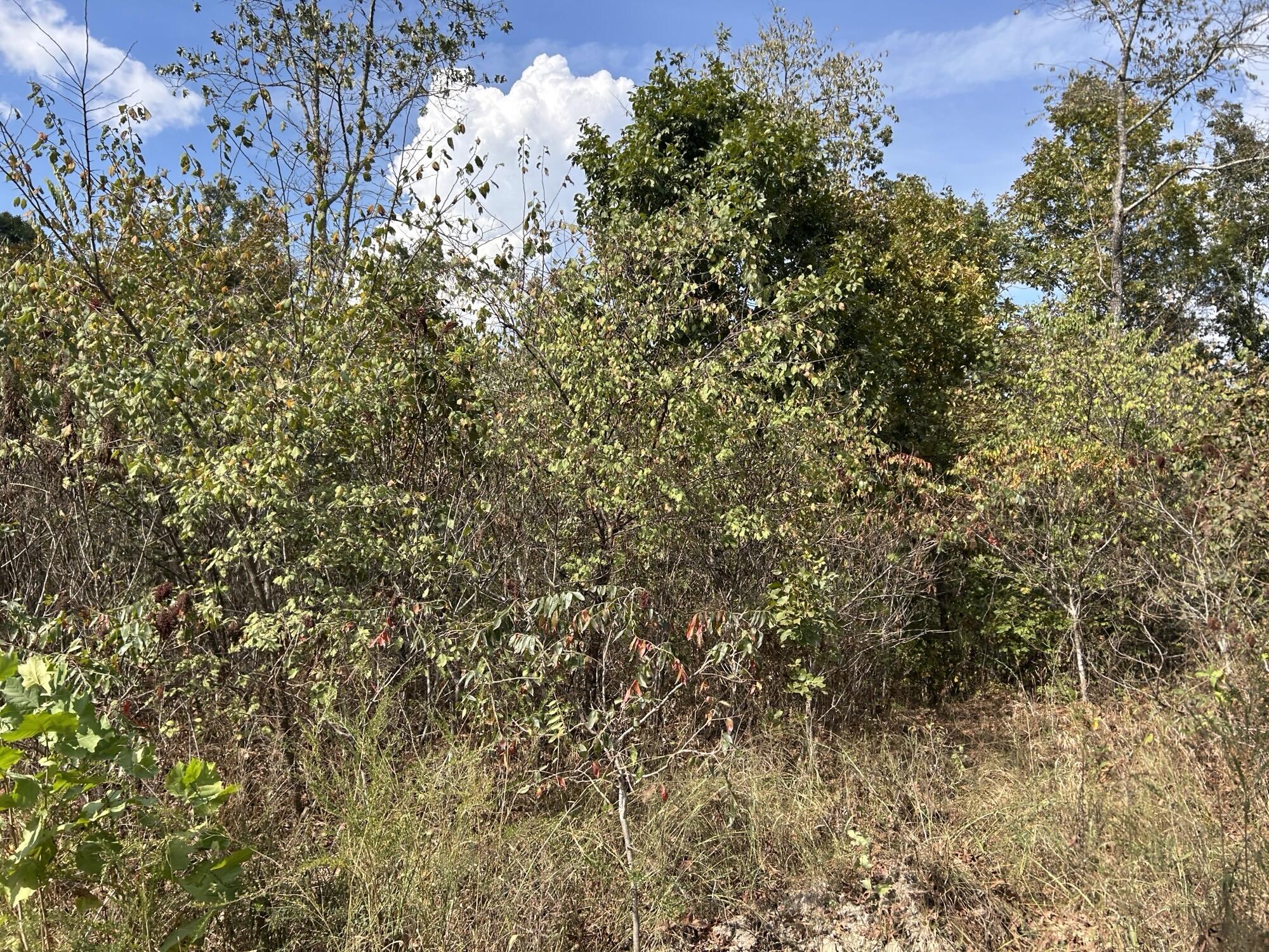 Photo 27 - Land for sale – Hc 73  Box 4925 (Track 20)   Drury, MO