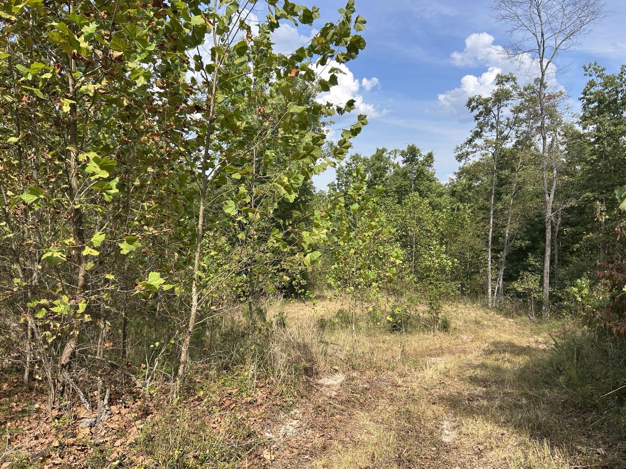 Photo 18 - Land for sale – Hc 73  Box 4925 (Track 20)   Drury, MO