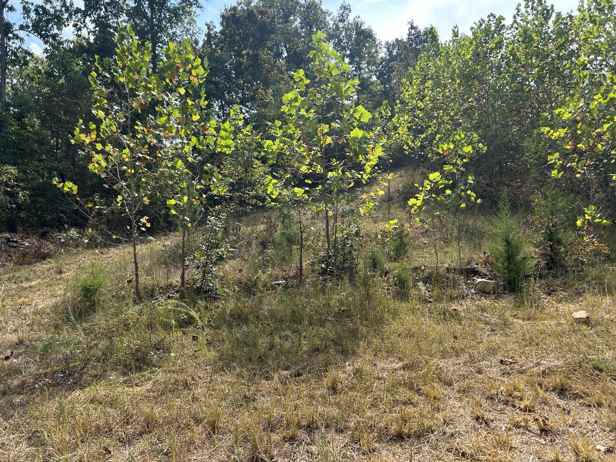 Photo 19 - Land for sale – Hc 73  Box 4925 (Track 20)   Drury, MO