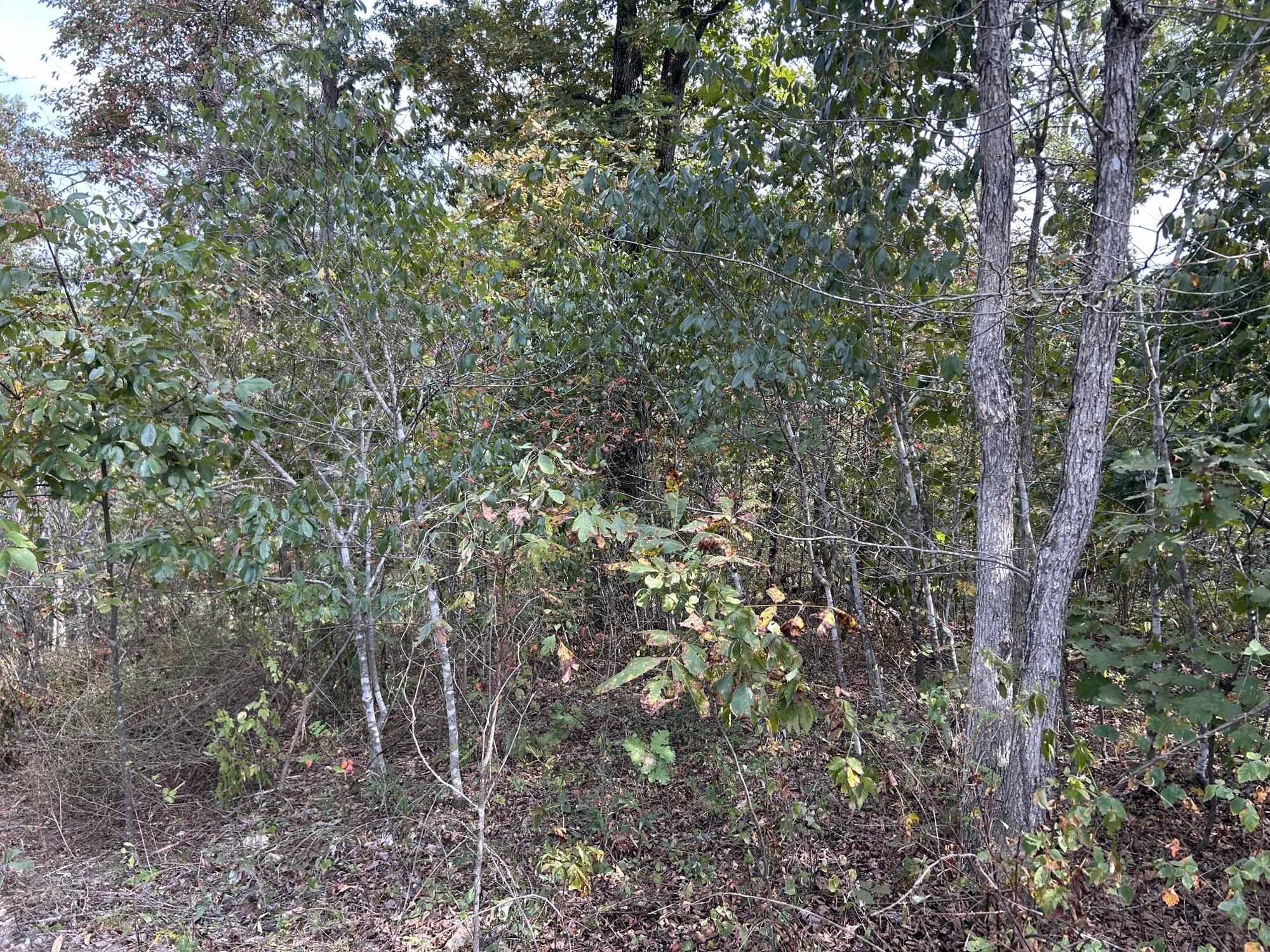 Photo 15 - Land for sale – Hc 73  Box 4925 (Track 20)   Drury, MO
