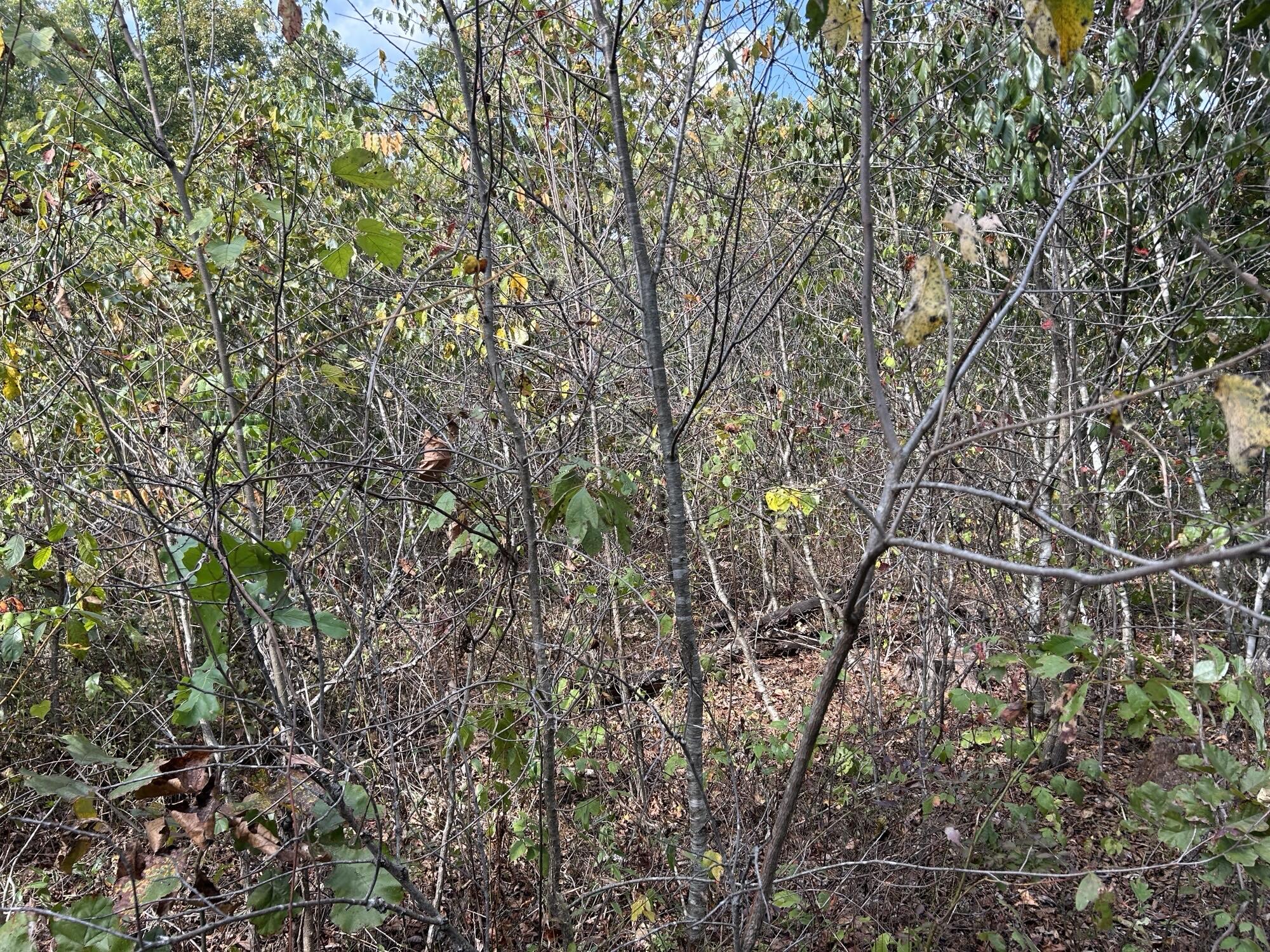 Photo 16 - Land for sale – Hc 73  Box 4925 (Track 20)   Drury, MO
