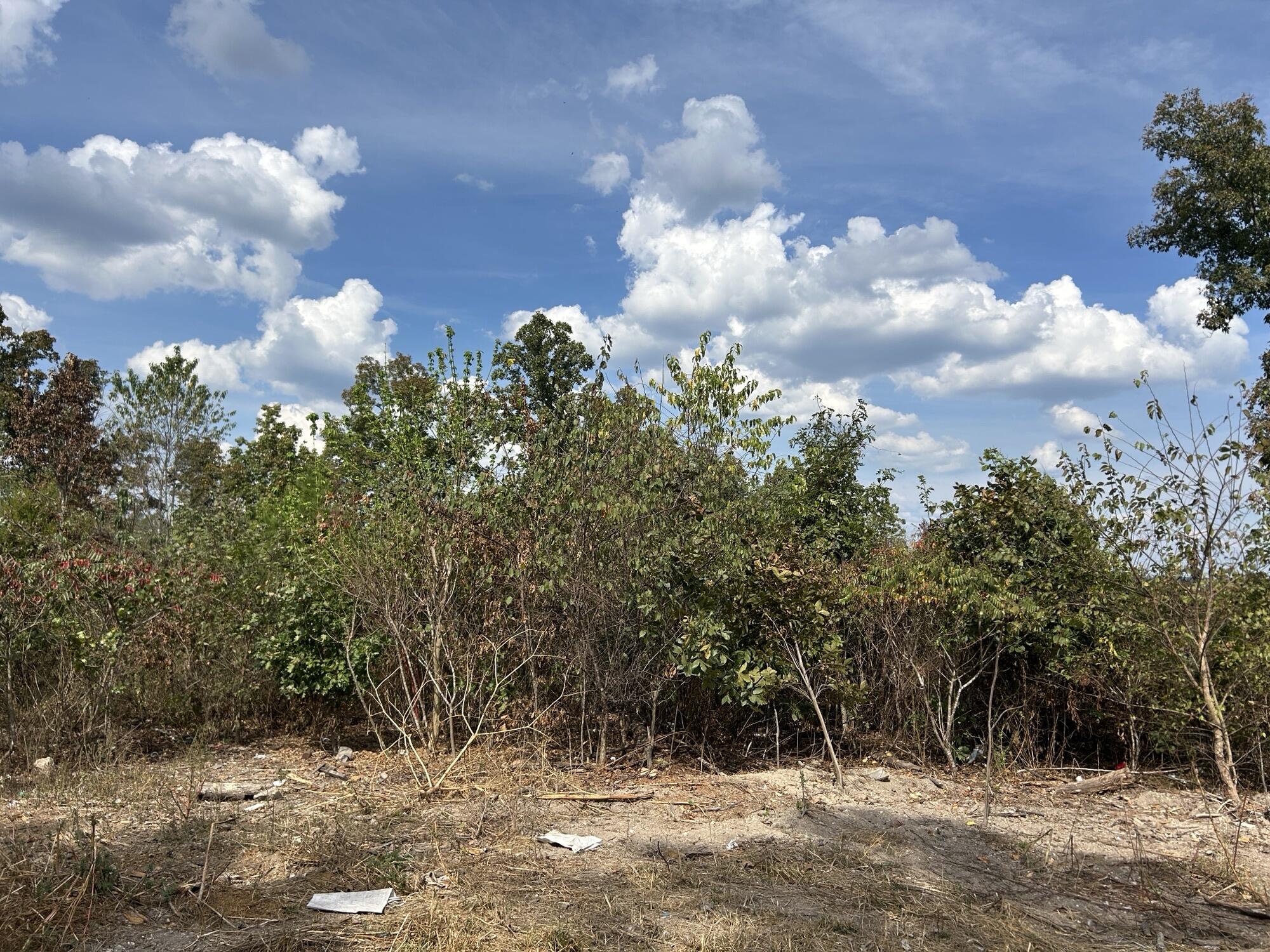 Photo 10 - Land for sale – Hc 73  Box 4925 (Track 20)   Drury, MO