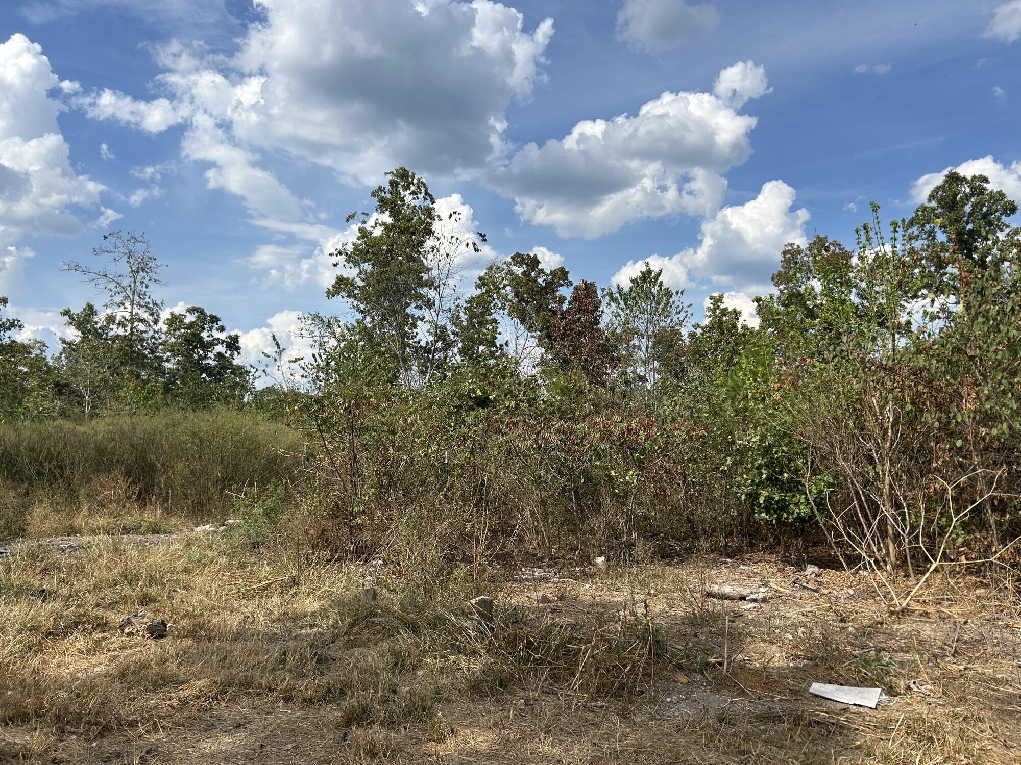 Photo 11 - Land for sale – Hc 73  Box 4925 (Track 20)   Drury, MO