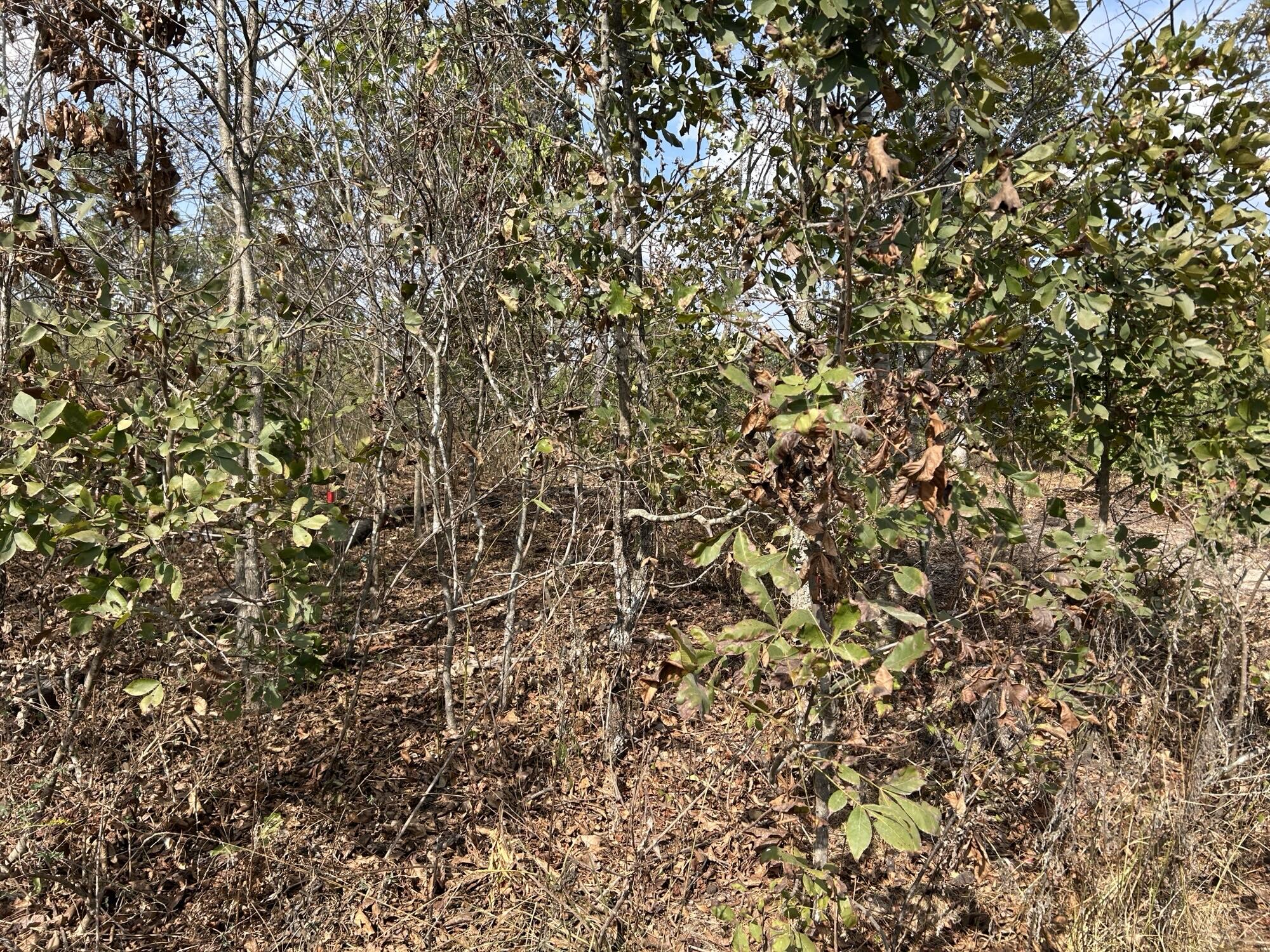 Photo 30 - Land for sale – Hc 73  Box 4925 (Track 20)   Drury, MO