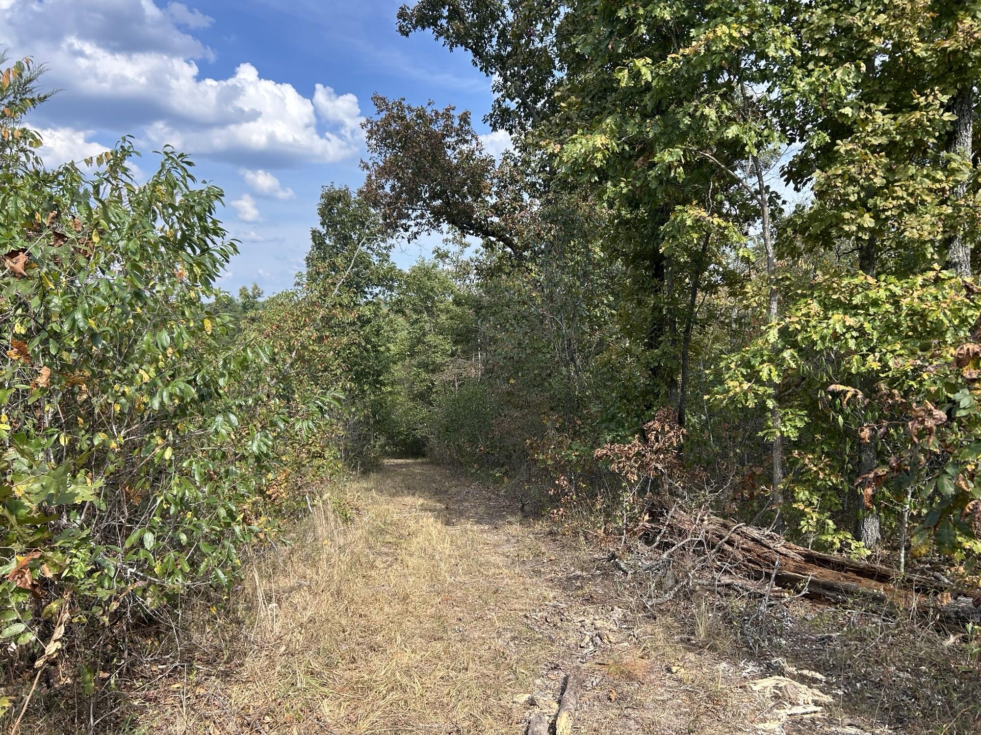 Photo 2 - Land for sale – Hc 73  Box 4925 (Track 20)   Drury, MO
