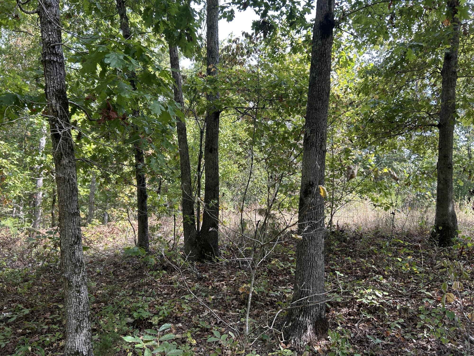 Photo 21 - Land for sale – Hc 73  Box 4925 (Track 20)   Drury, MO