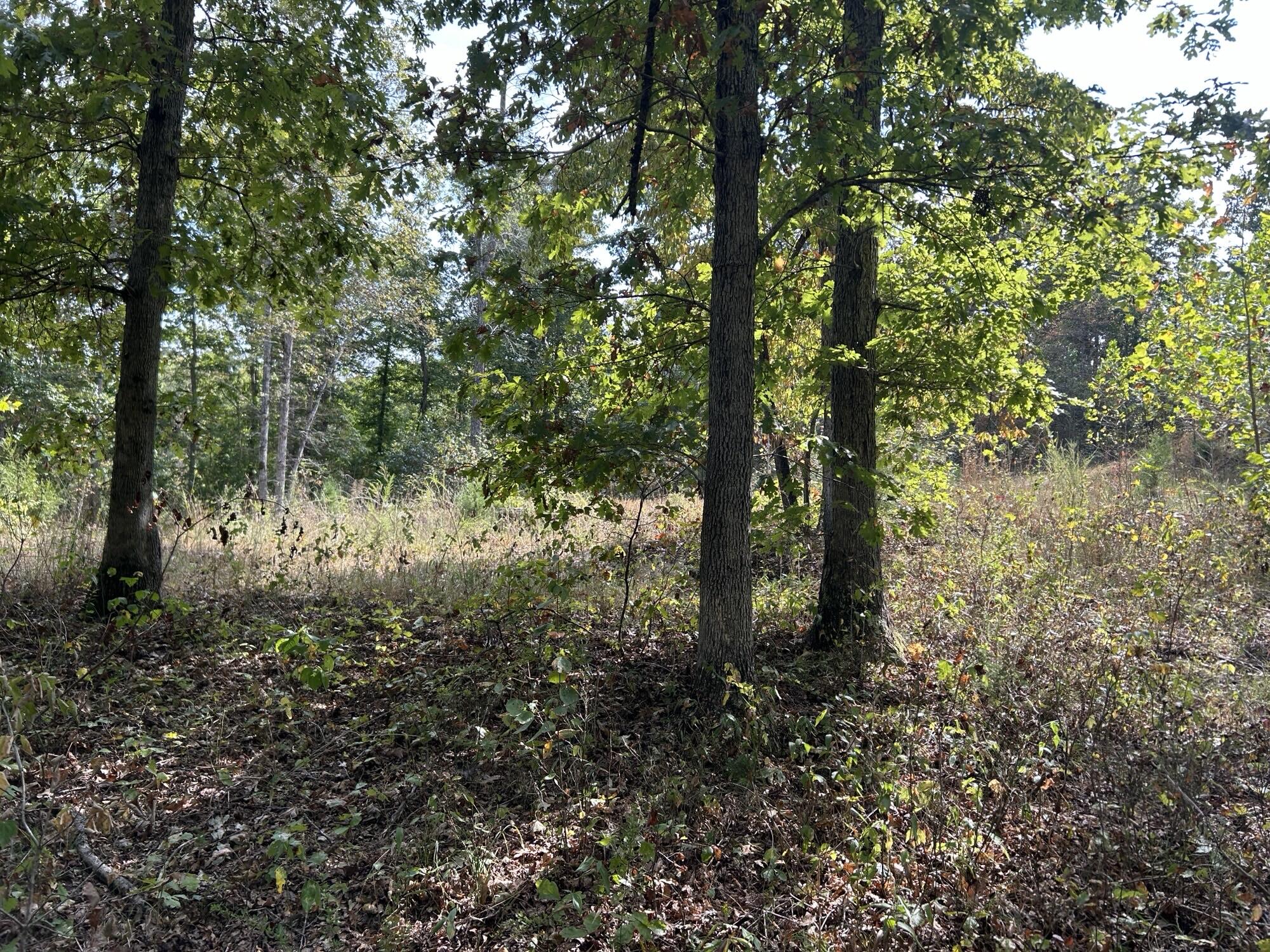 Photo 22 - Land for sale – Hc 73  Box 4925 (Track 20)   Drury, MO
