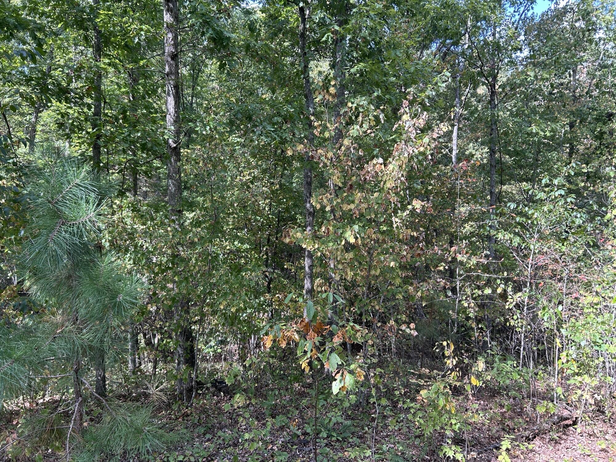 Photo 20 - Land for sale – Hc 73  Box 4925 (Track 20)   Drury, MO
