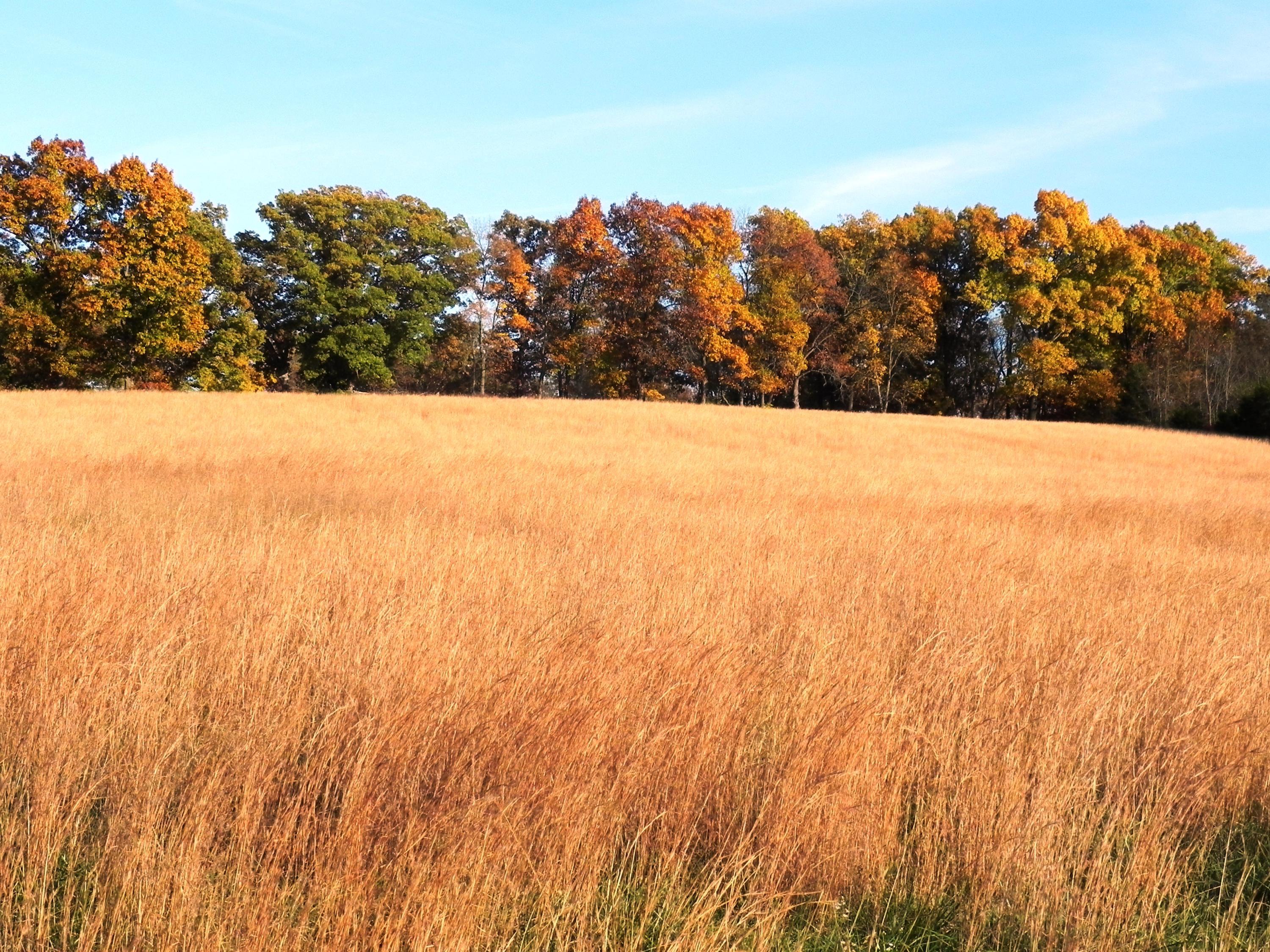 Photo 5 - Land for sale – Tbd N 20th Street  Ozark, MO