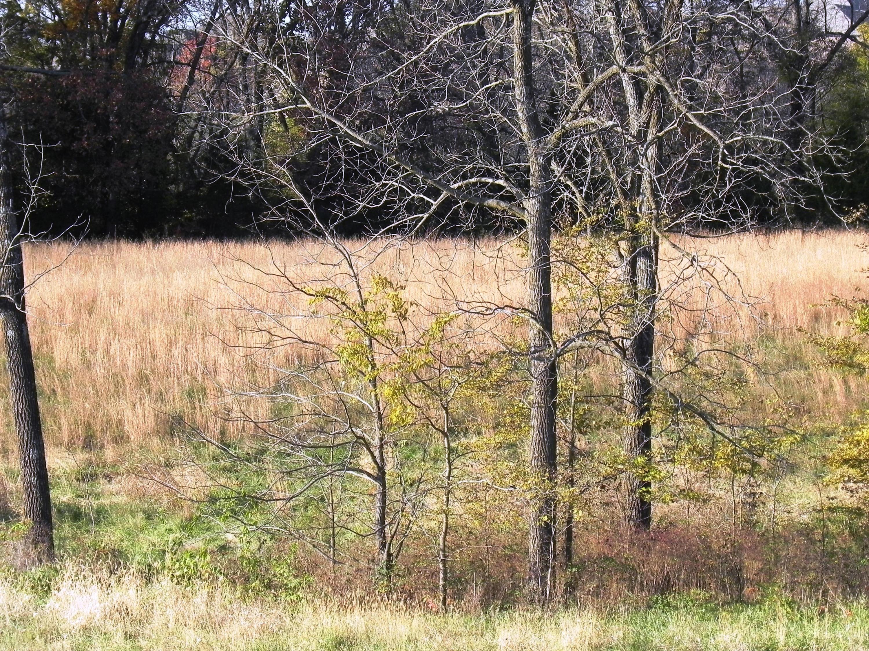 Photo 13 - Land for sale – Tbd N 20th Street  Ozark, MO