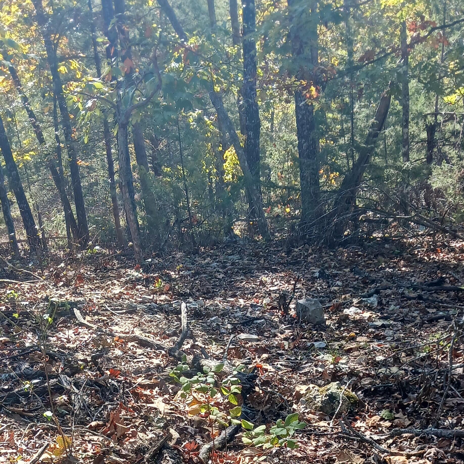 Photo 6 - Land for sale – Lots 23,24  Forest St.   Theodosia, MO