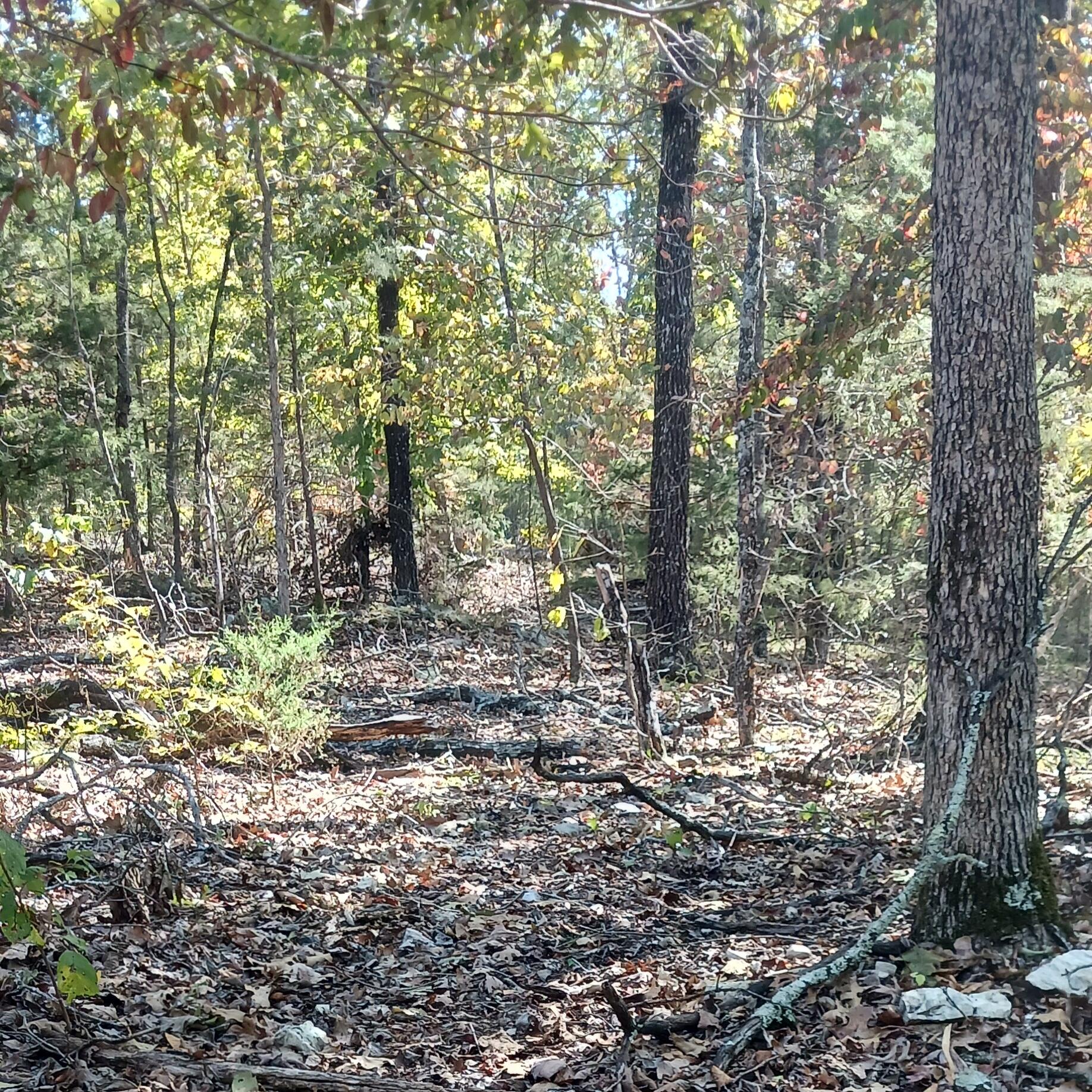 Land for sale – Lots 23,24  Forest St.   Theodosia, MO