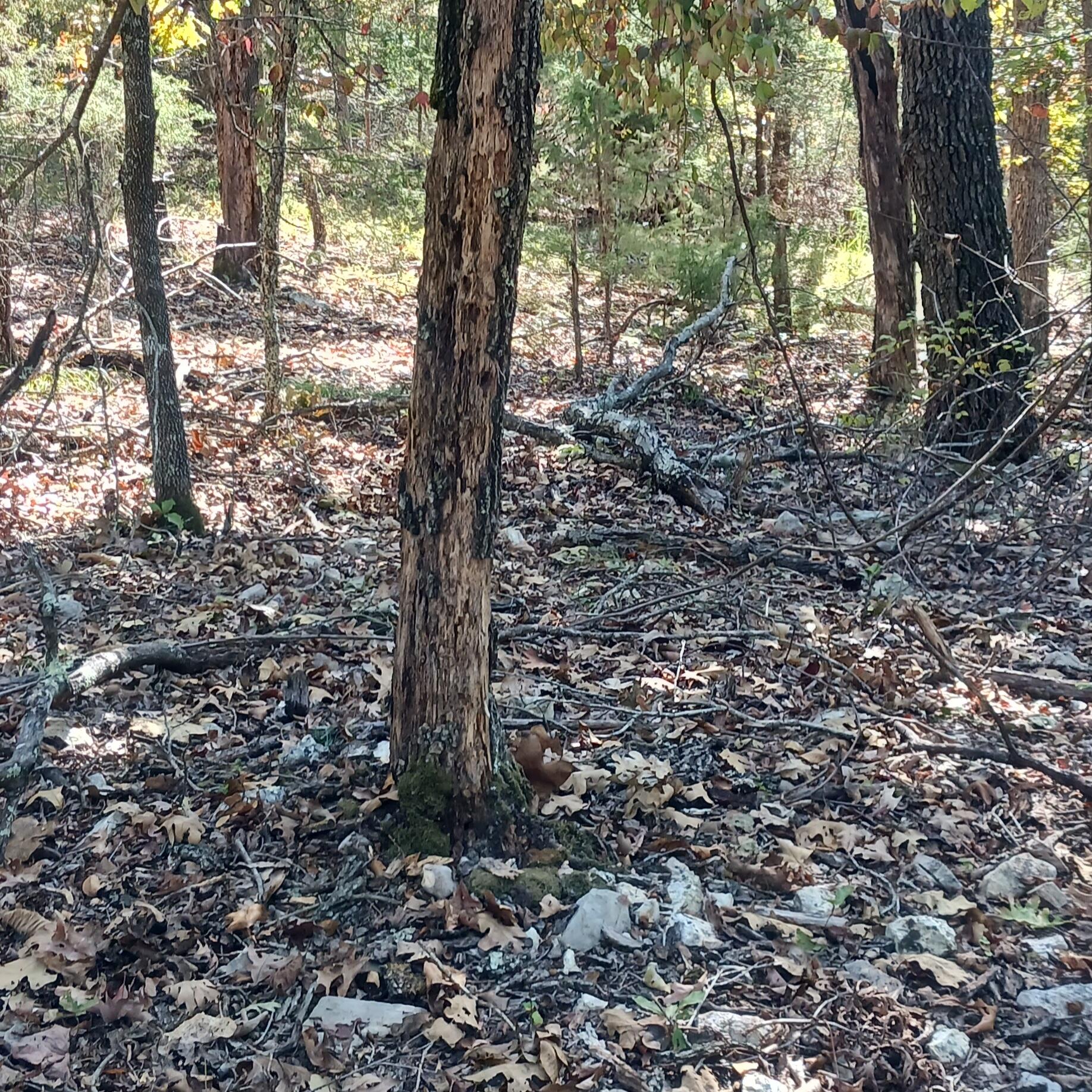 Photo 8 - Land for sale – Lots 23,24  Forest St.   Theodosia, MO