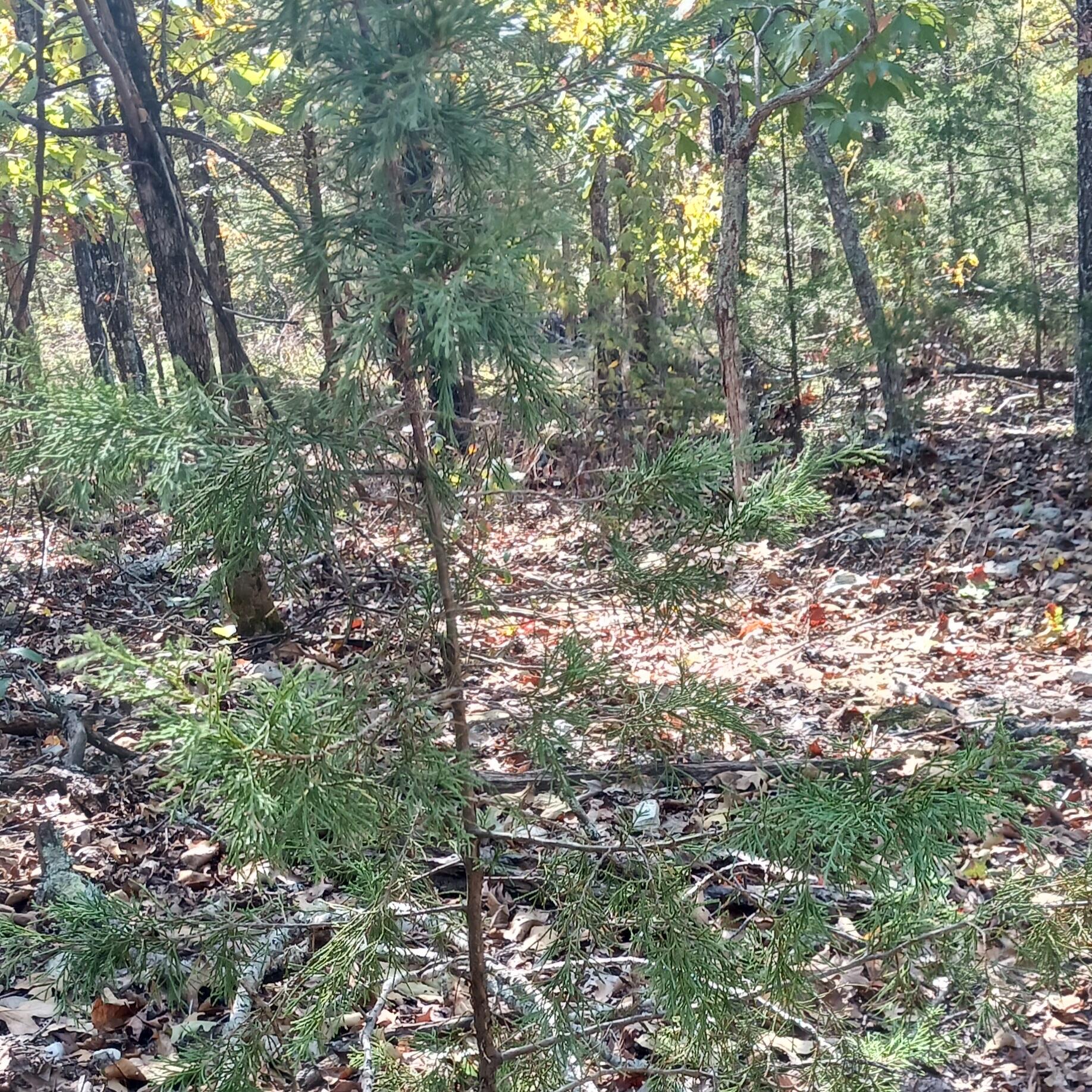 Photo 4 - Land for sale – Lots 23,24  Forest St.   Theodosia, MO