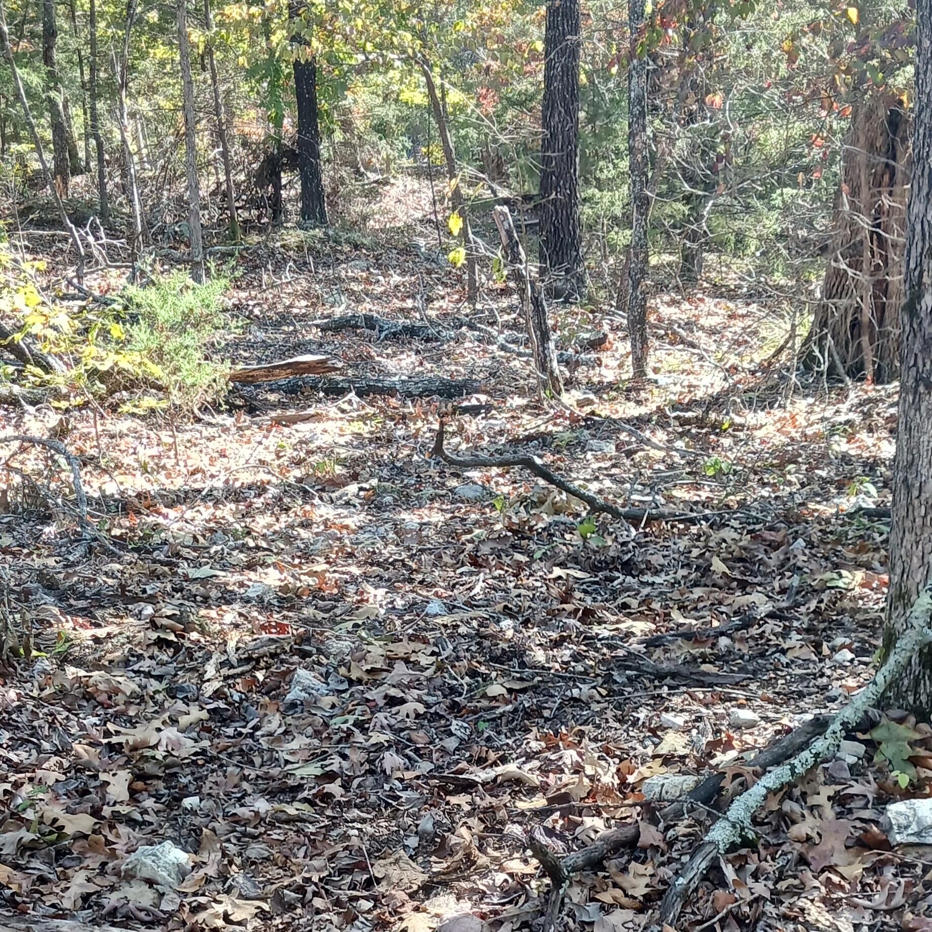 Photo 3 - Land for sale – Lots 23,24  Forest St.   Theodosia, MO
