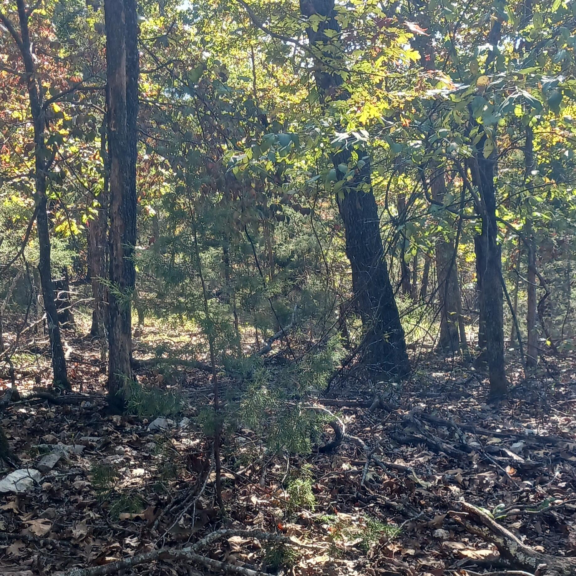 Photo 2 - Land for sale – Lots 23,24  Forest St.   Theodosia, MO