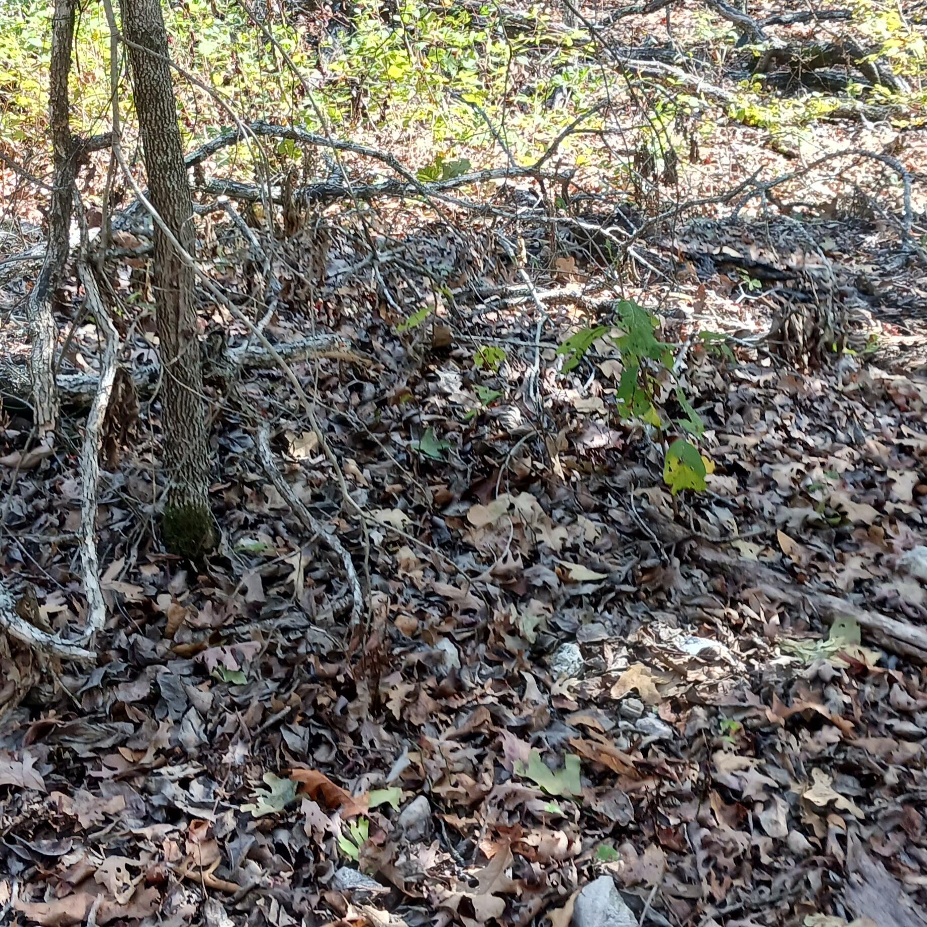 Photo 7 - Land for sale – Lots 23,24  Forest St.   Theodosia, MO