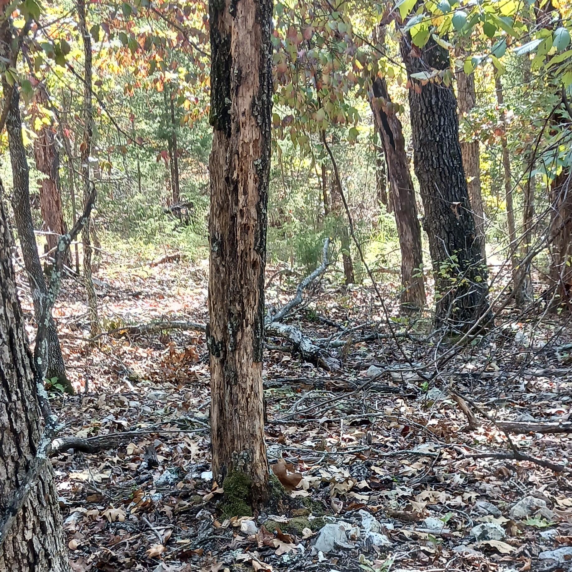 Photo 5 - Land for sale – Lots 23,24  Forest St.   Theodosia, MO