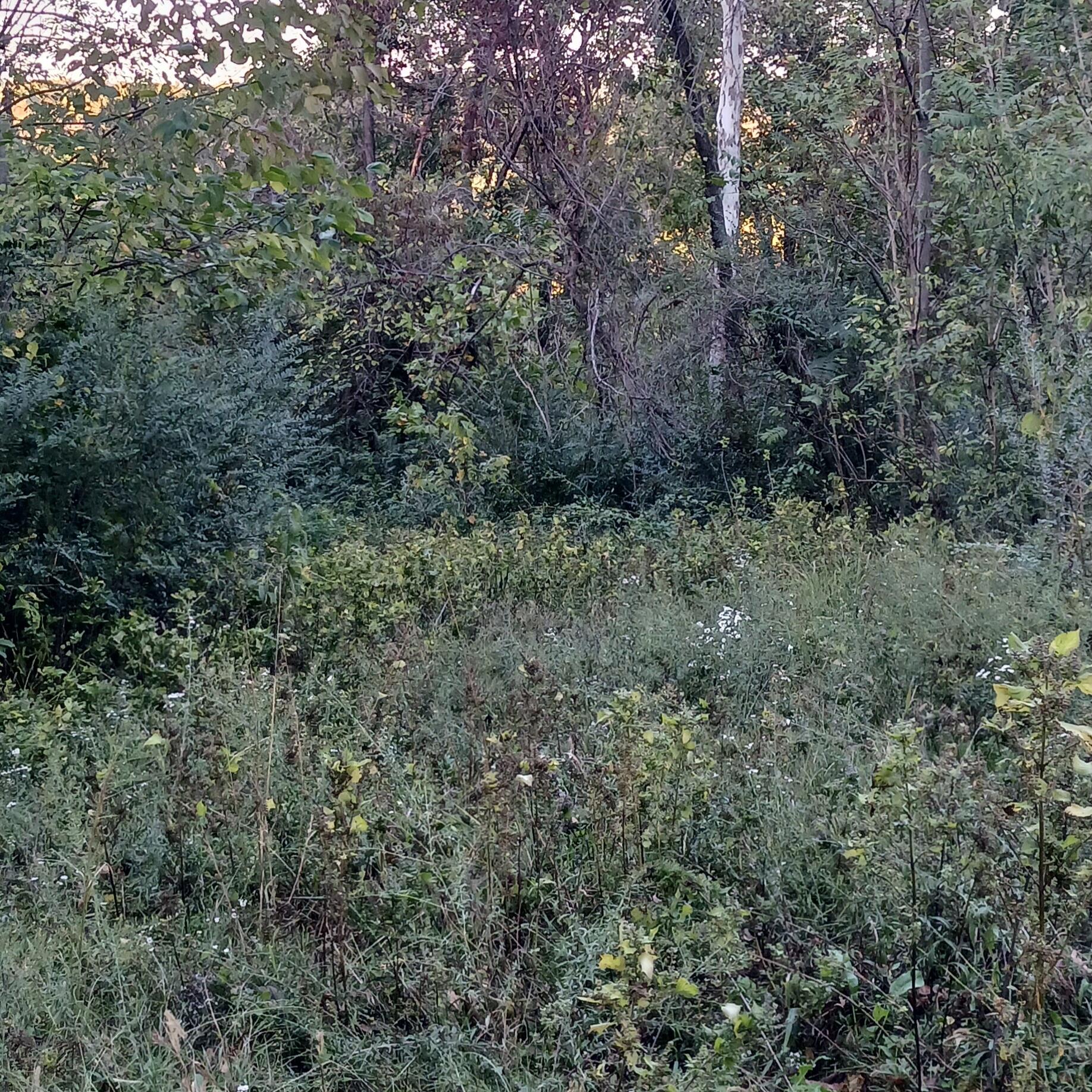 Photo 6 - Land for sale – Lots 13,14  Martingale Dr.   Theodosia, MO