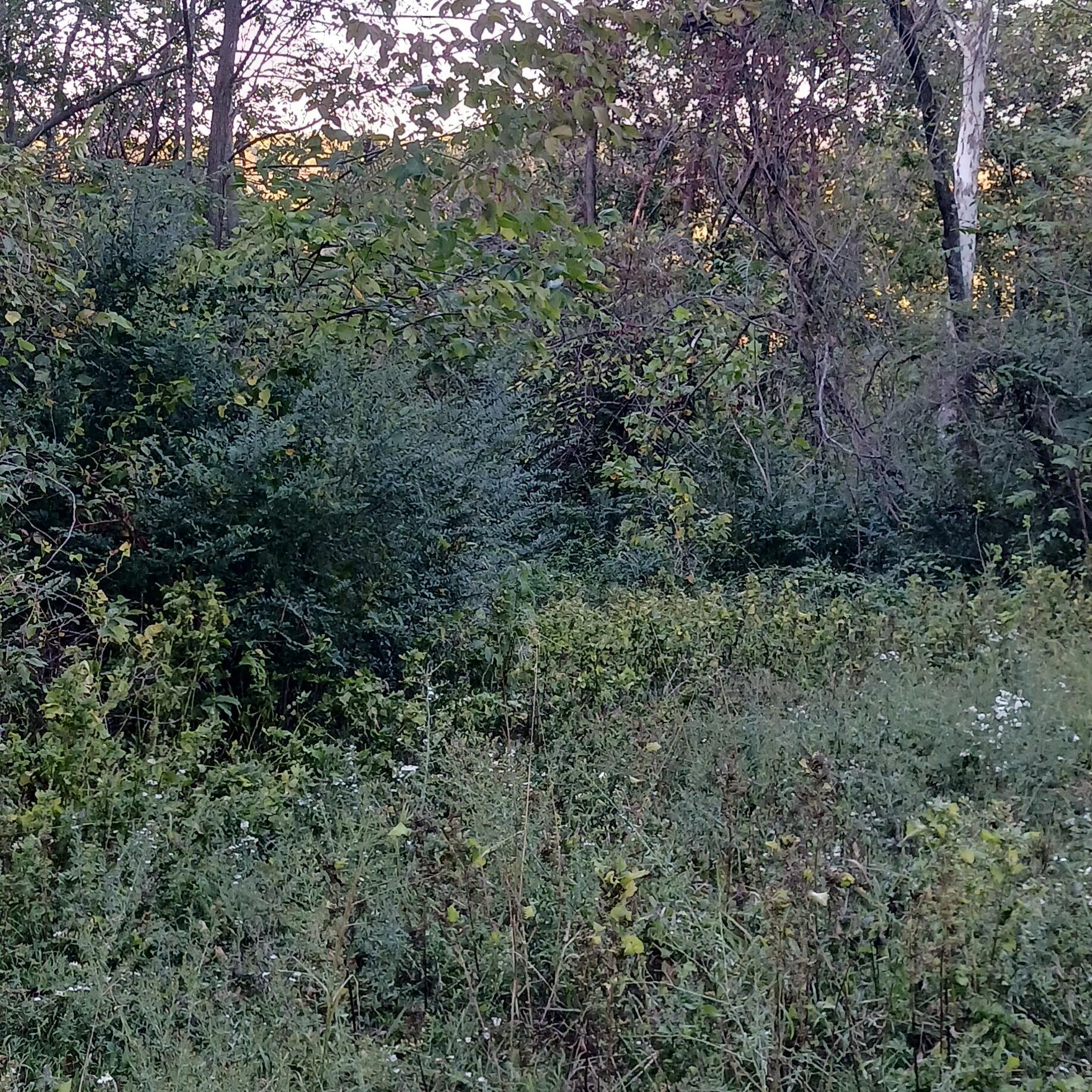 Photo 4 - Land for sale – Lots 13,14  Martingale Dr.   Theodosia, MO