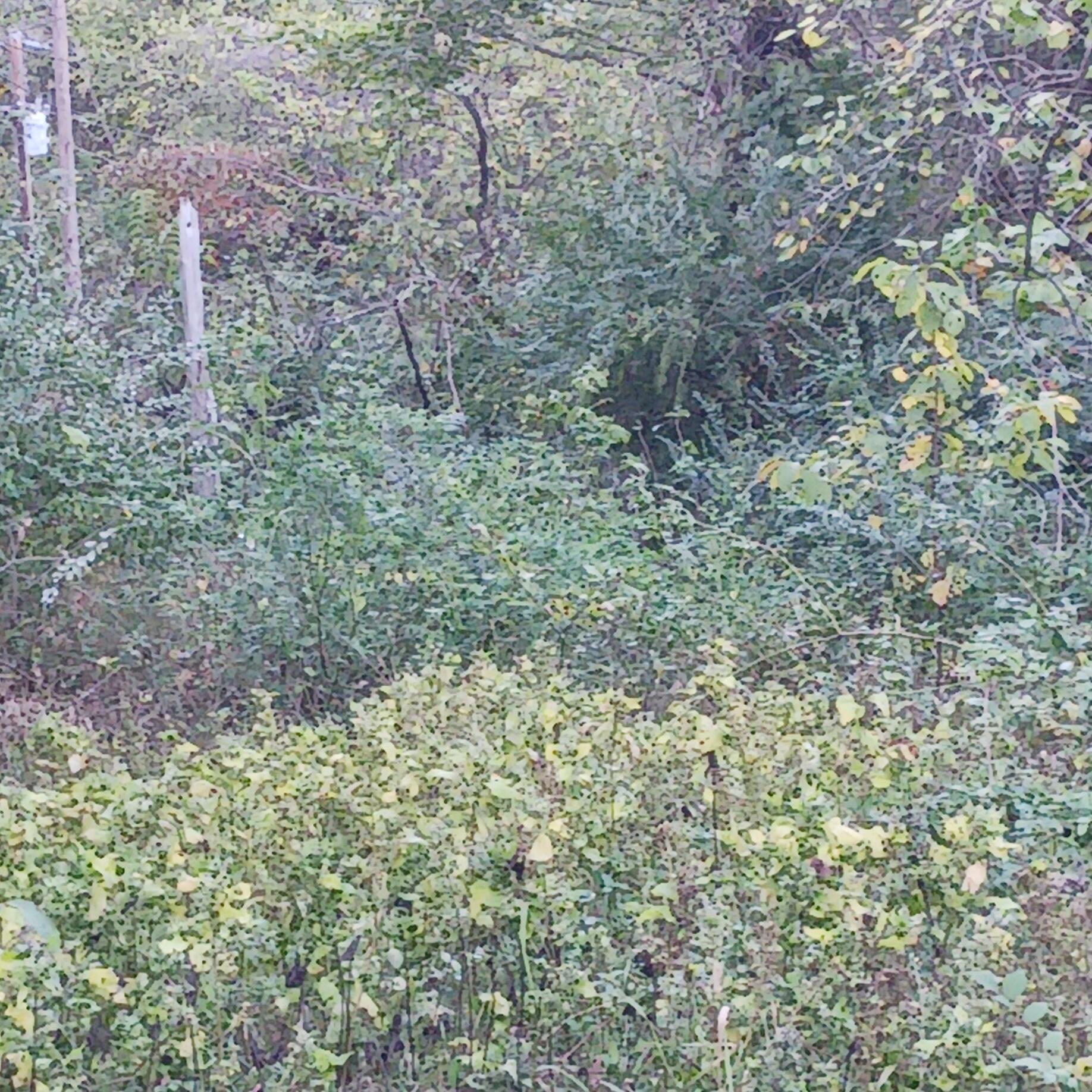 Photo 2 - Land for sale – Lots 13,14  Martingale Dr.   Theodosia, MO