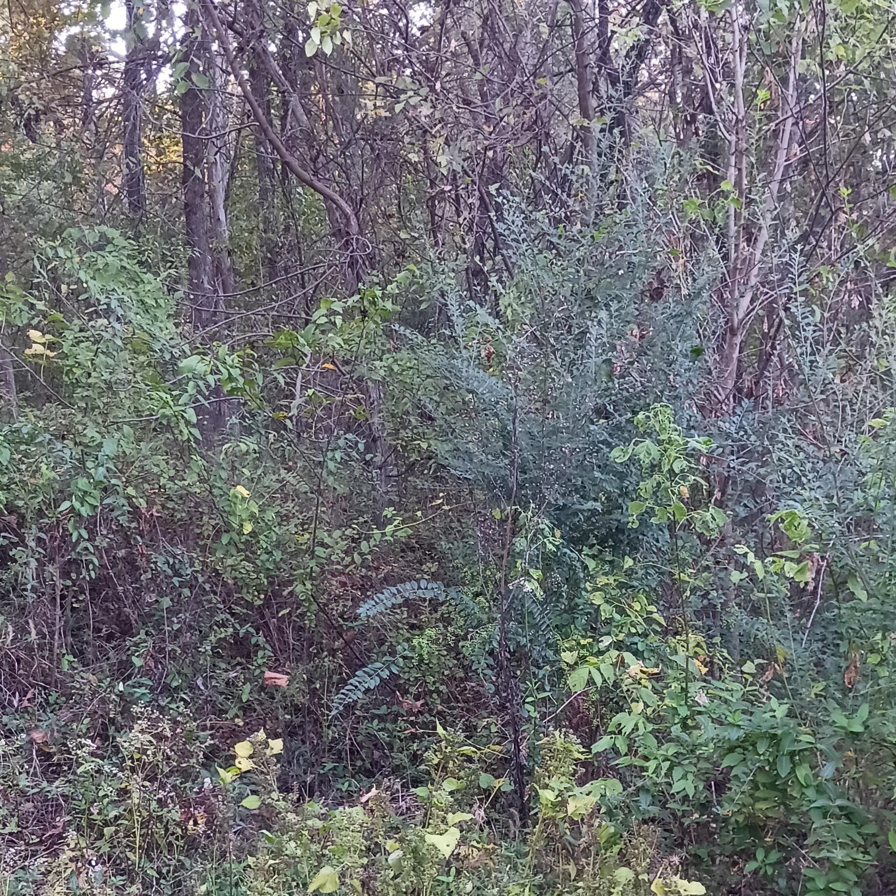 Photo 5 - Land for sale – Lots 13,14  Martingale Dr.   Theodosia, MO
