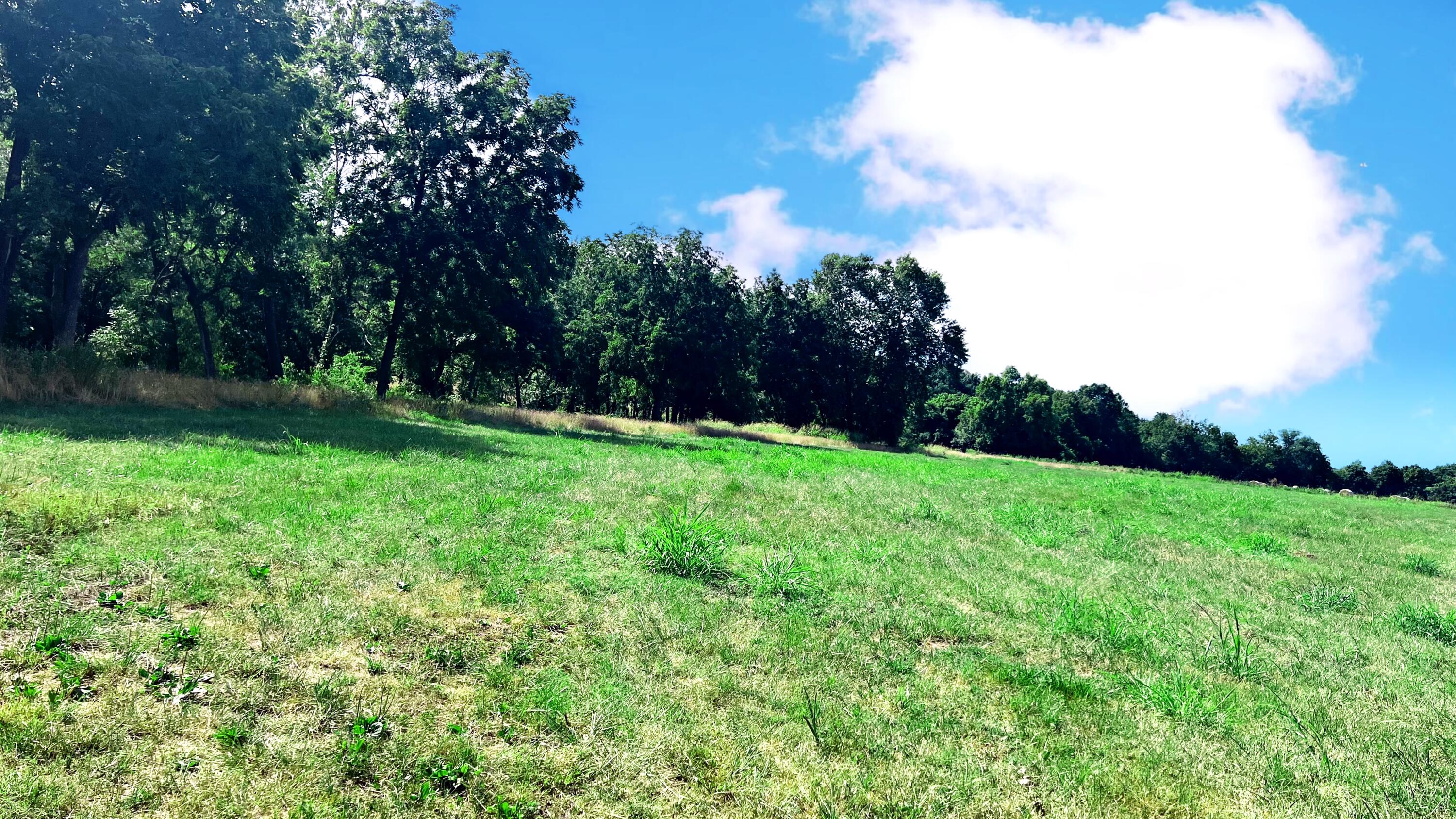 Photo 5 - Land for sale – Tbd  Farm Road 1040   Exeter, MO