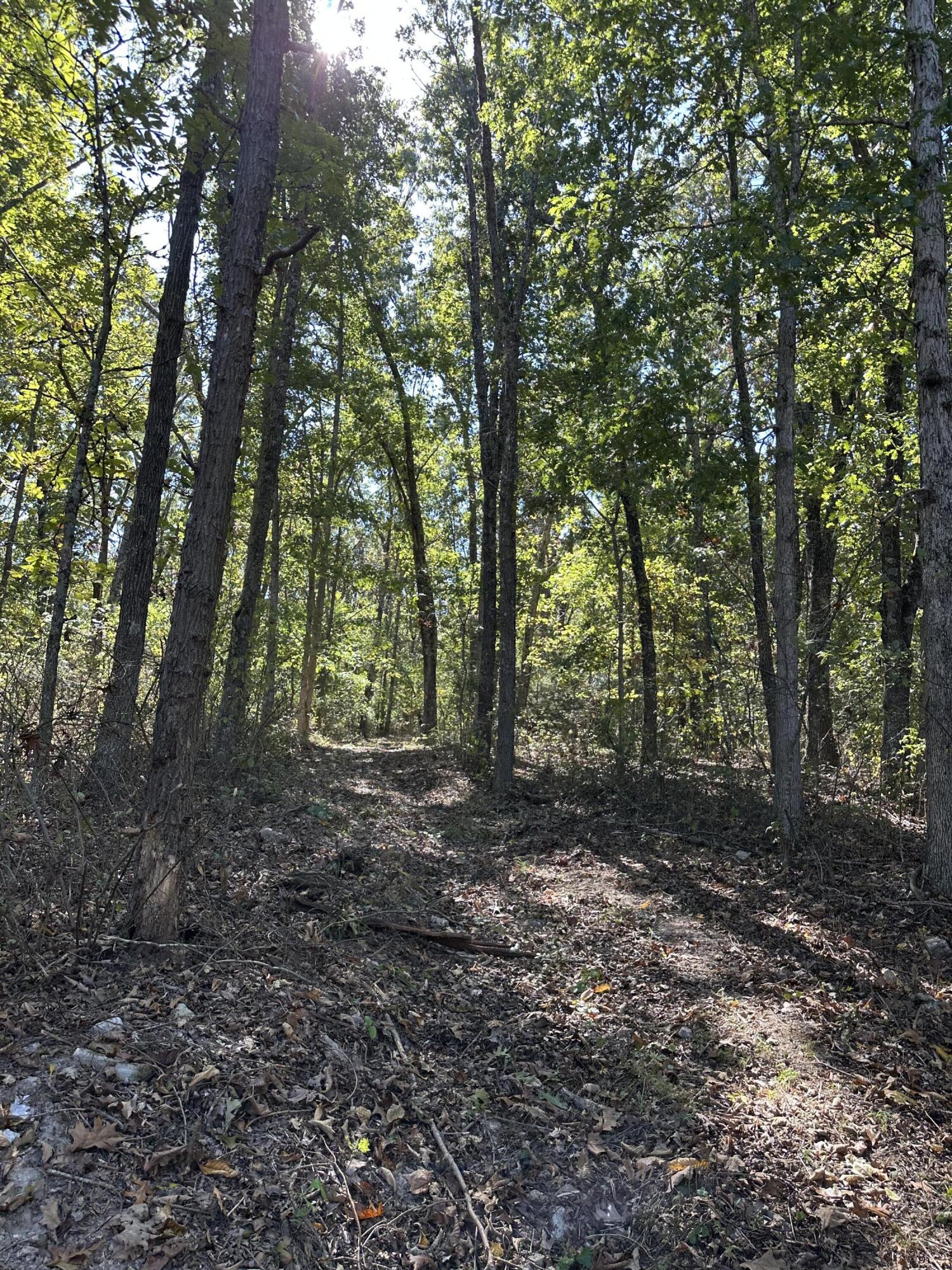 Photo 6 - Land for sale – 0000  Grape Vine   Marshfield, MO