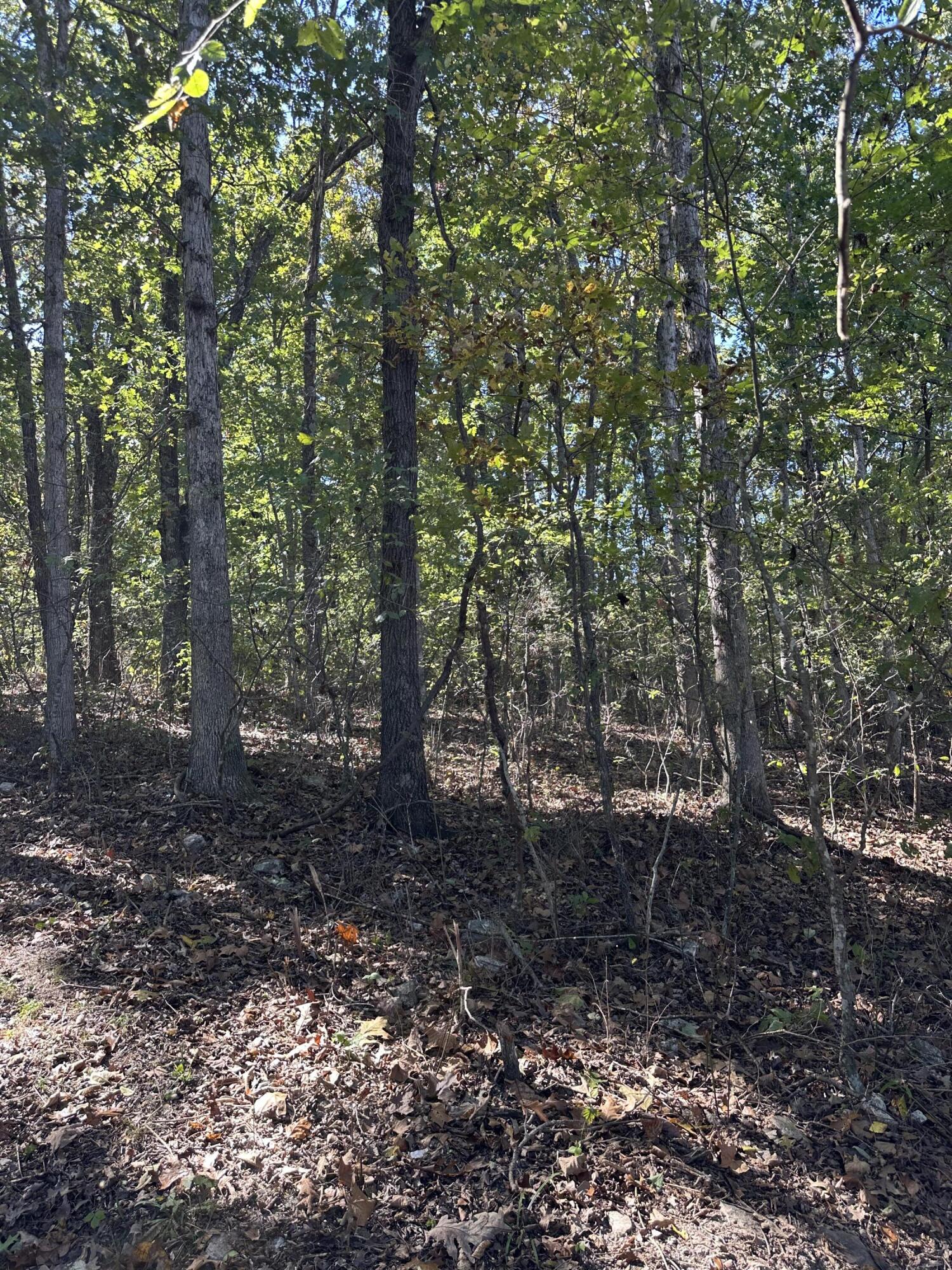 Photo 4 - Land for sale – 0000  Grape Vine   Marshfield, MO