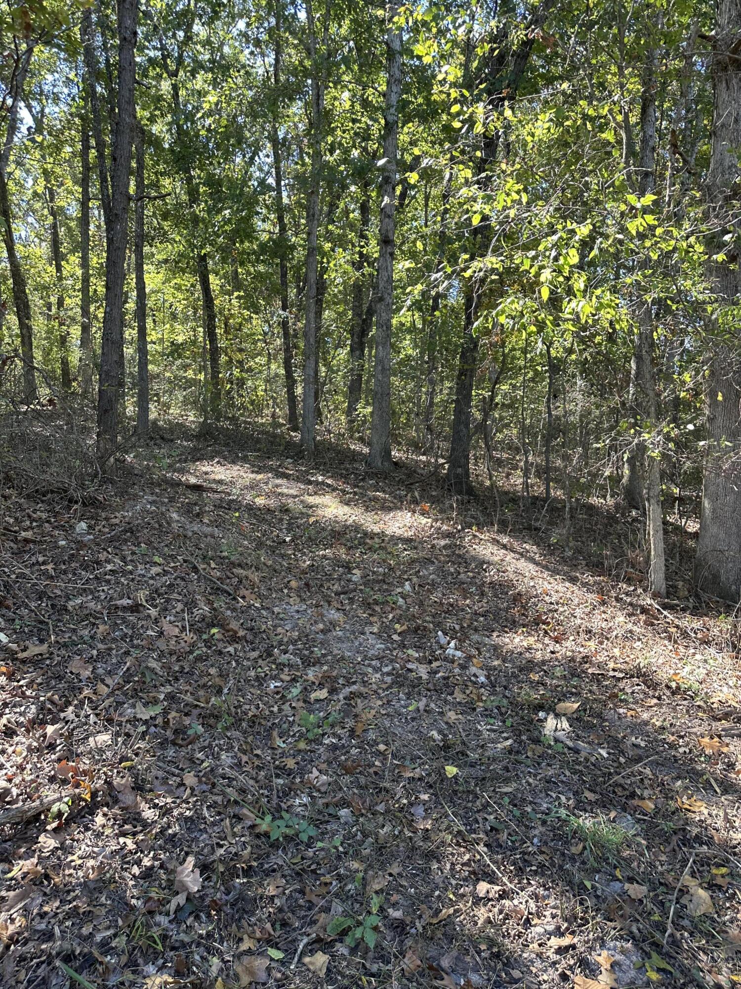Photo 9 - Land for sale – 0000  Grape Vine   Marshfield, MO