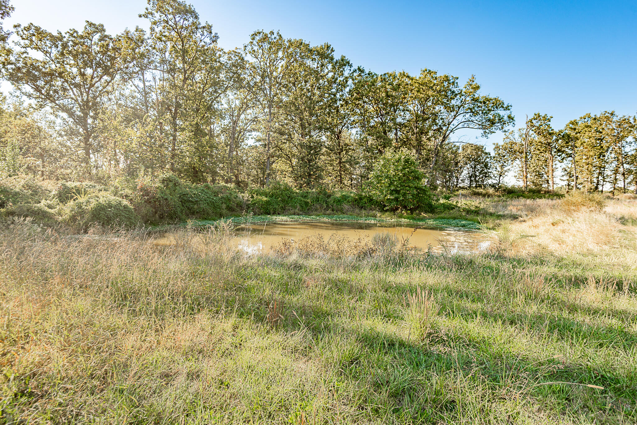 Photo 77 - Farm for sale – 18007  Norton Drive  Phillipsburg, MO