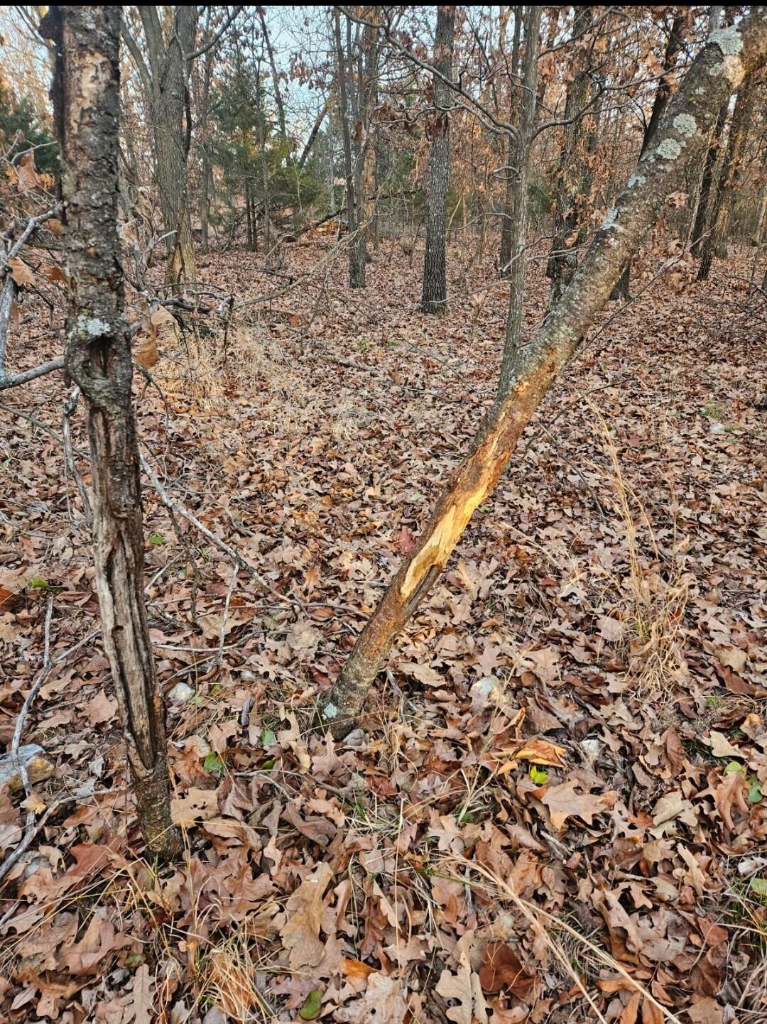 Photo 36 - Land for sale – Tract 1  Styles Road  Noel, MO