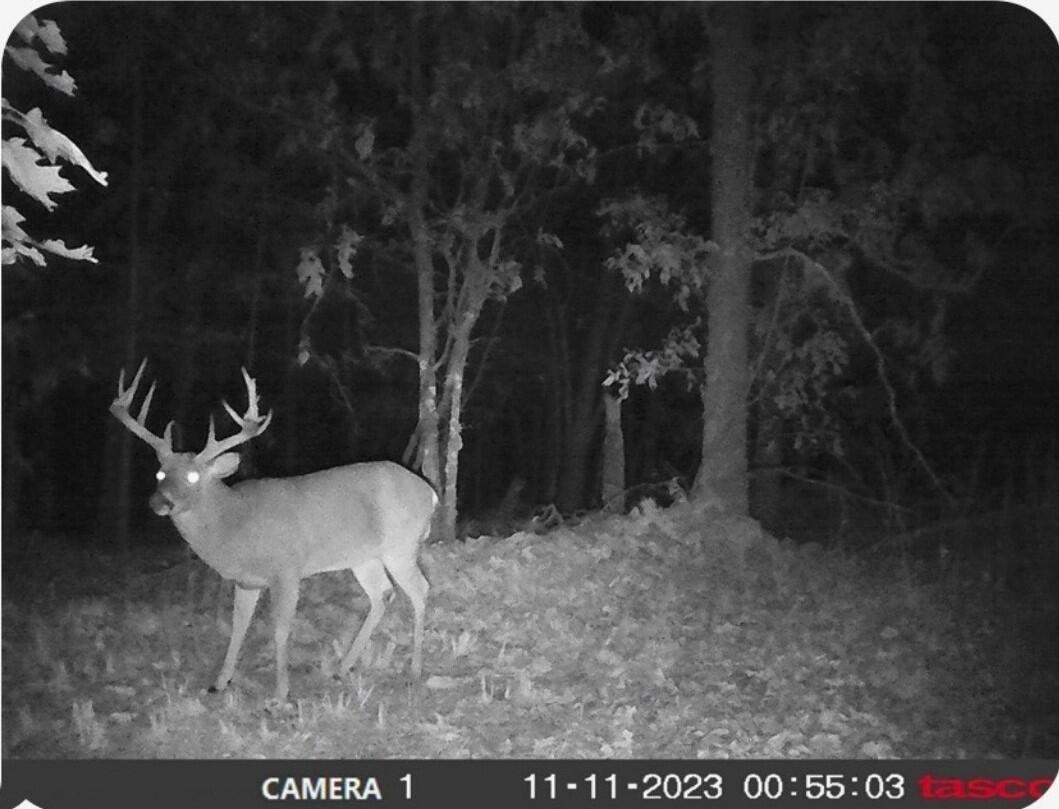 Photo 37 - Land for sale – Tract 5  Styles Road  Noel, MO