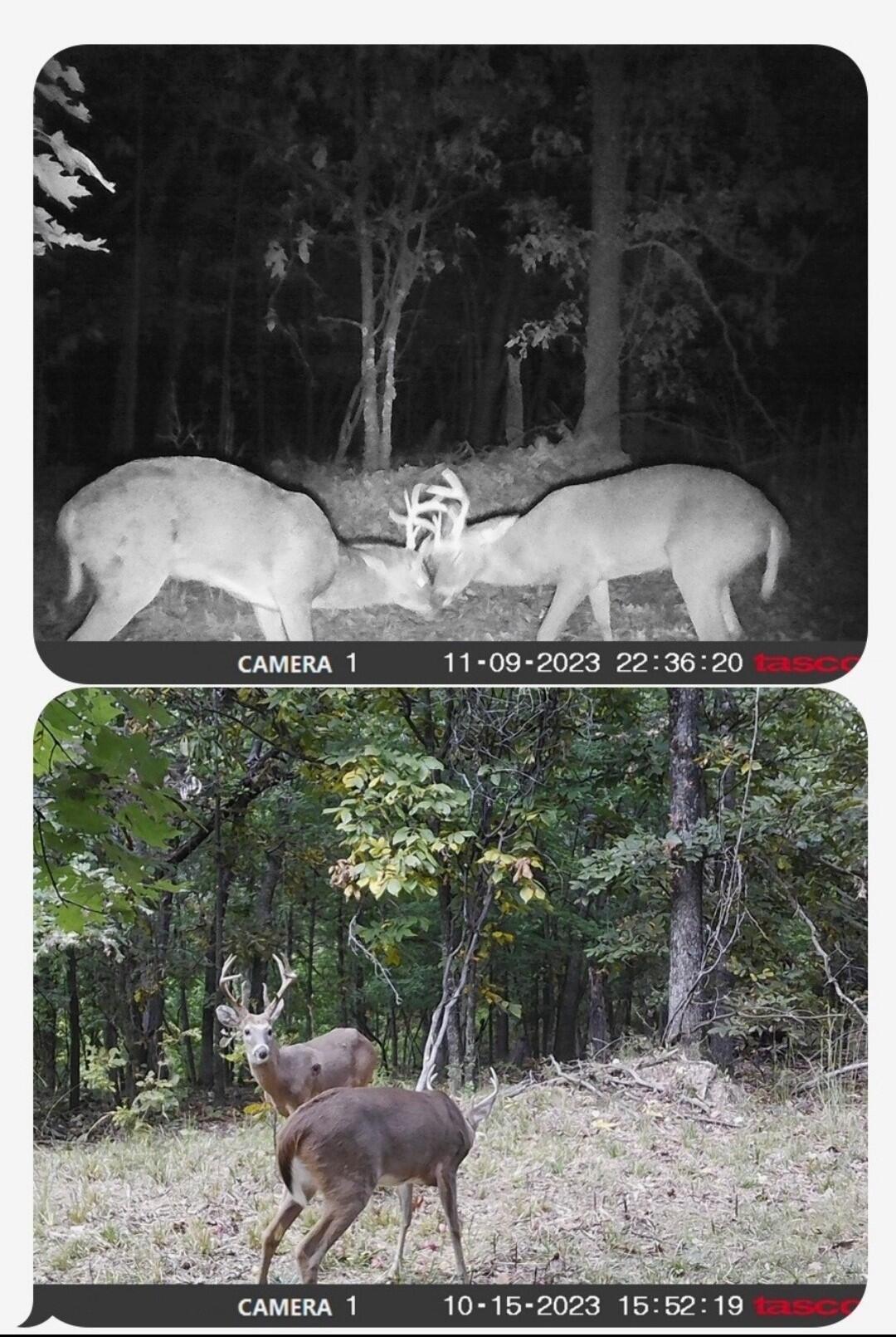 Photo 38 - Land for sale – Tract 8  Styles Road  Noel, MO