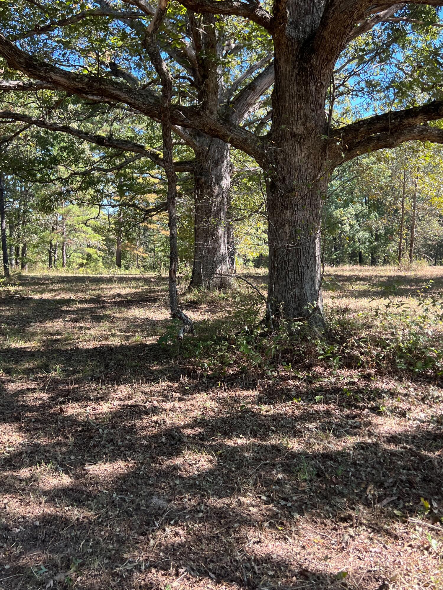 Photo 102 - Land for sale – 34771  Mo-14   Ava, MO