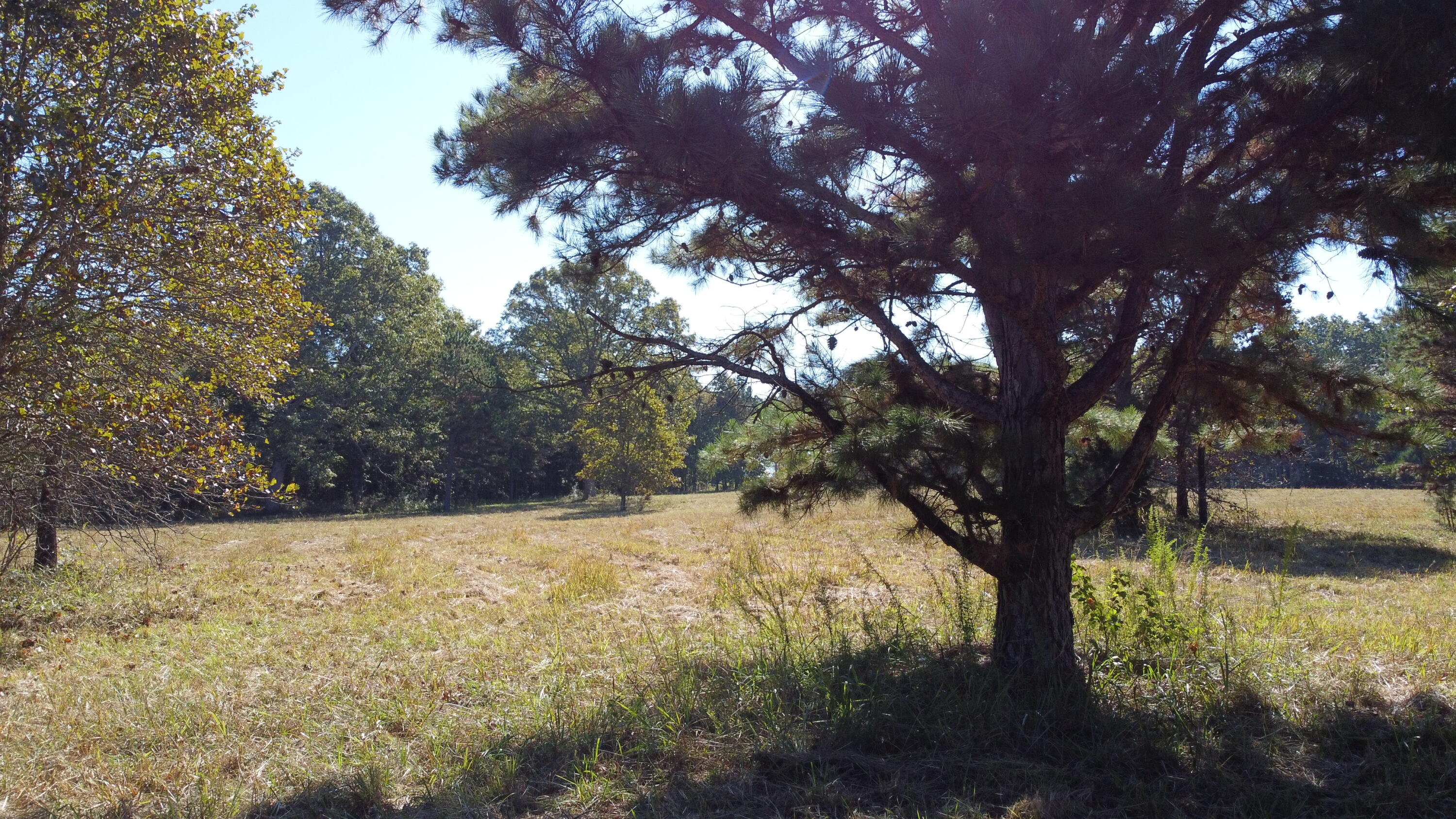 Photo 53 - Land for sale – 34771  Mo-14   Ava, MO