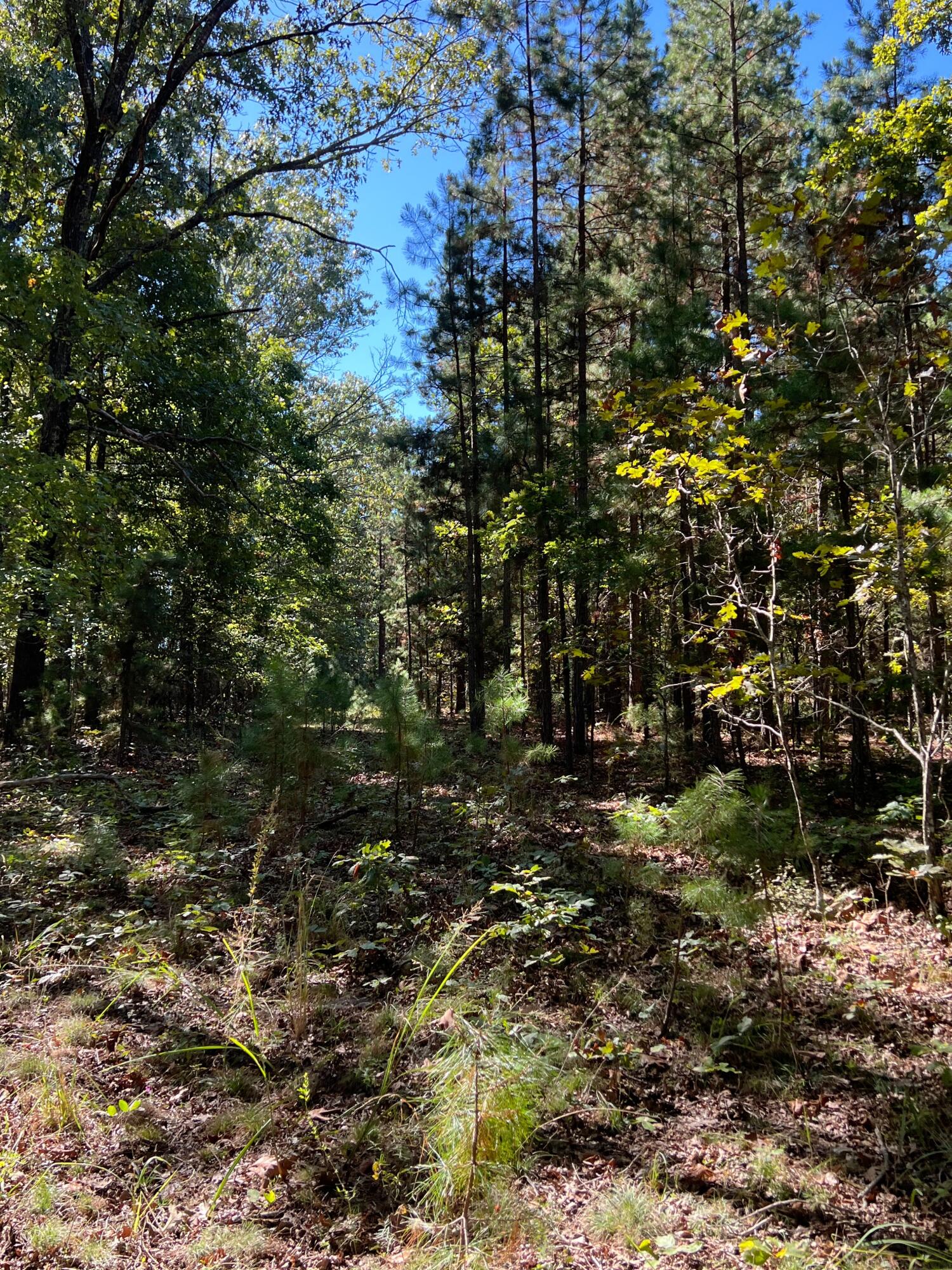 Photo 96 - Land for sale – 34771  Mo-14   Ava, MO