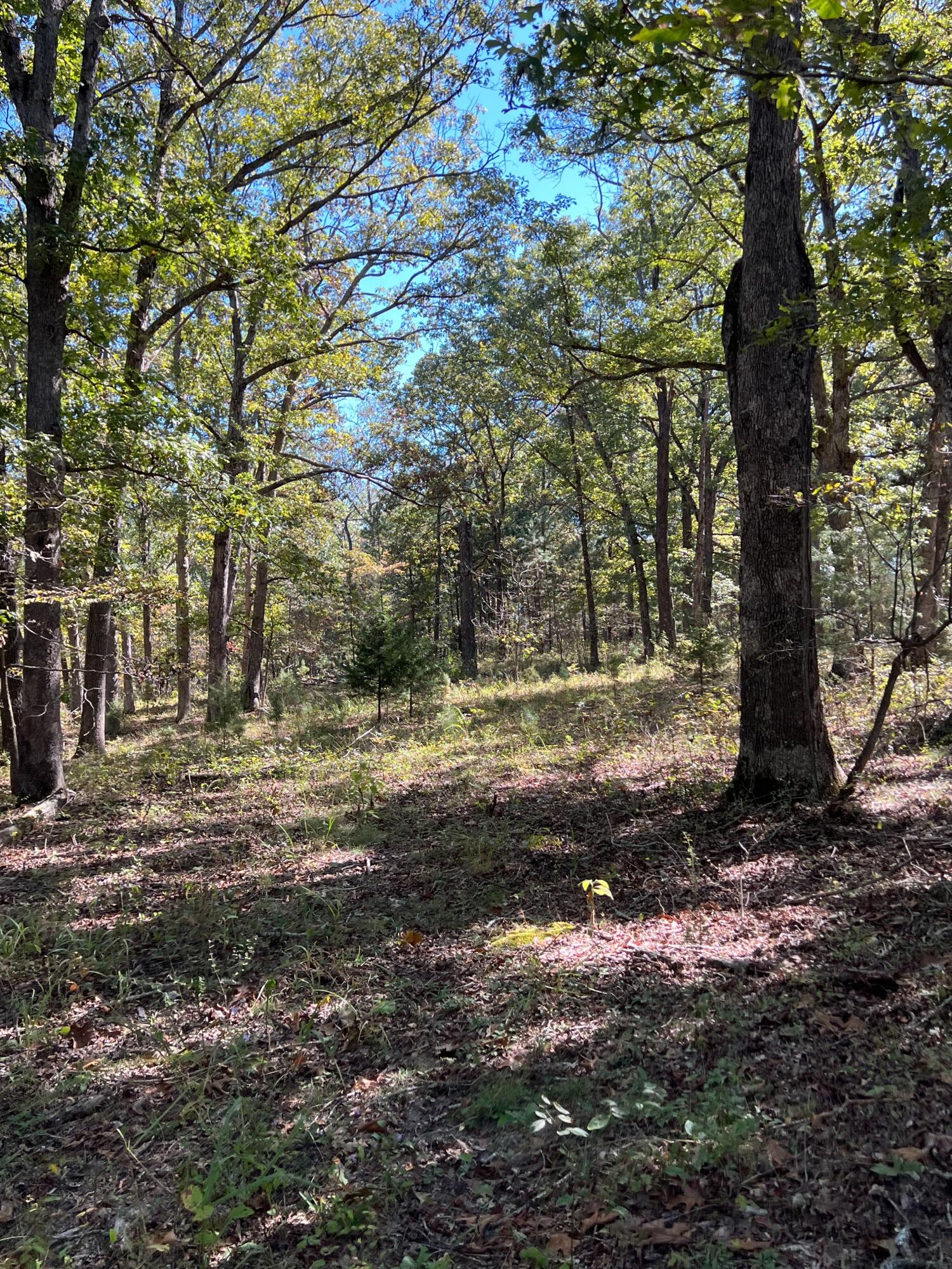 Photo 127 - Land for sale – 34771  Mo-14   Ava, MO