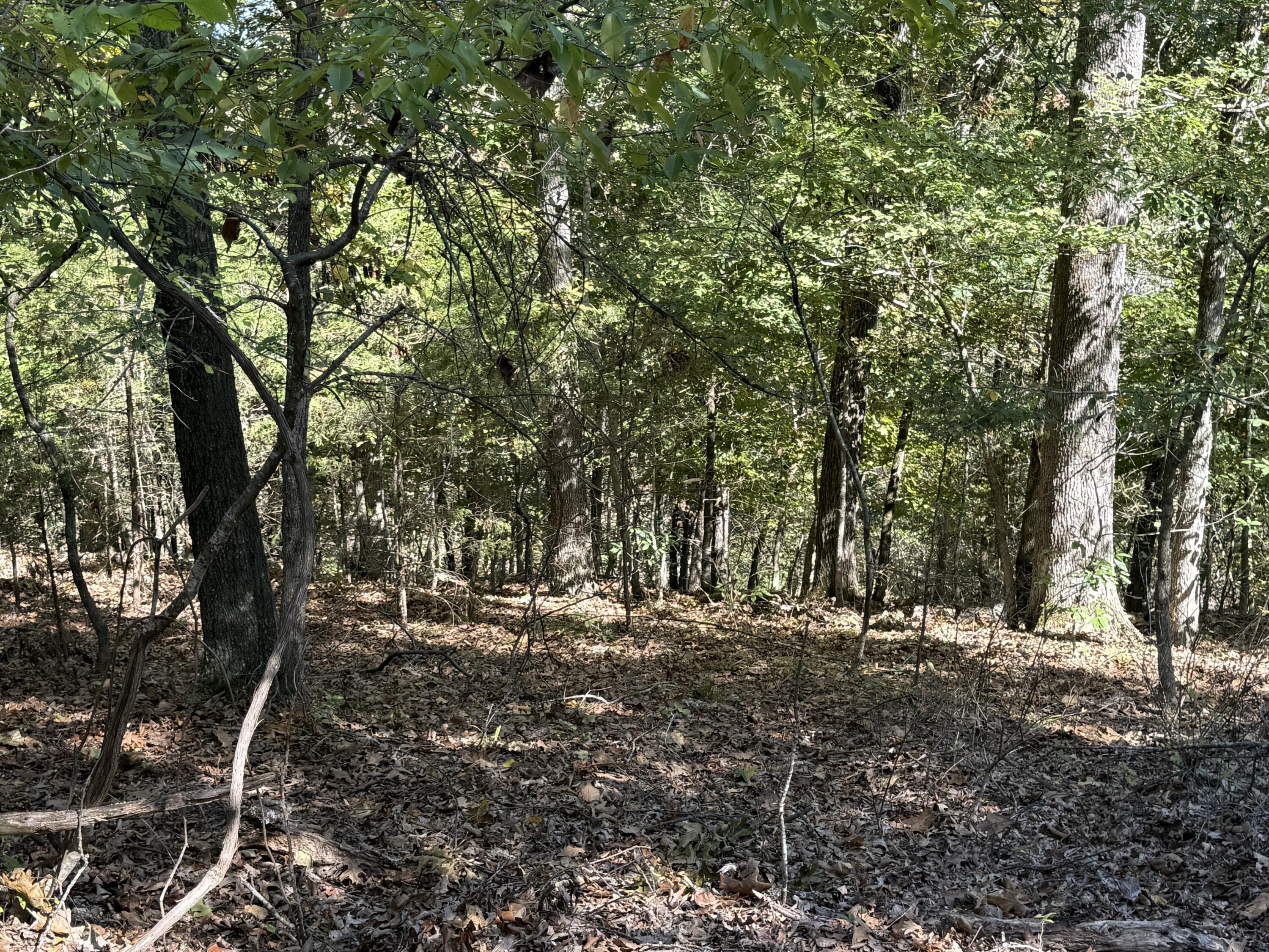 Photo 2 - Land for sale – 000  Farm Road 1263   Golden, MO