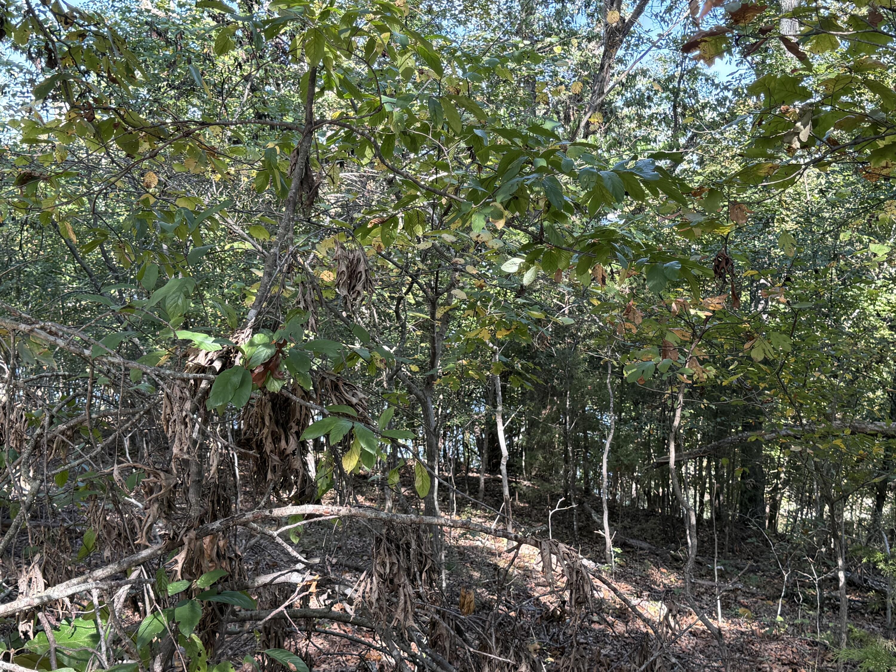 Photo 9 - Land for sale – 000  Farm Road 1263   Golden, MO