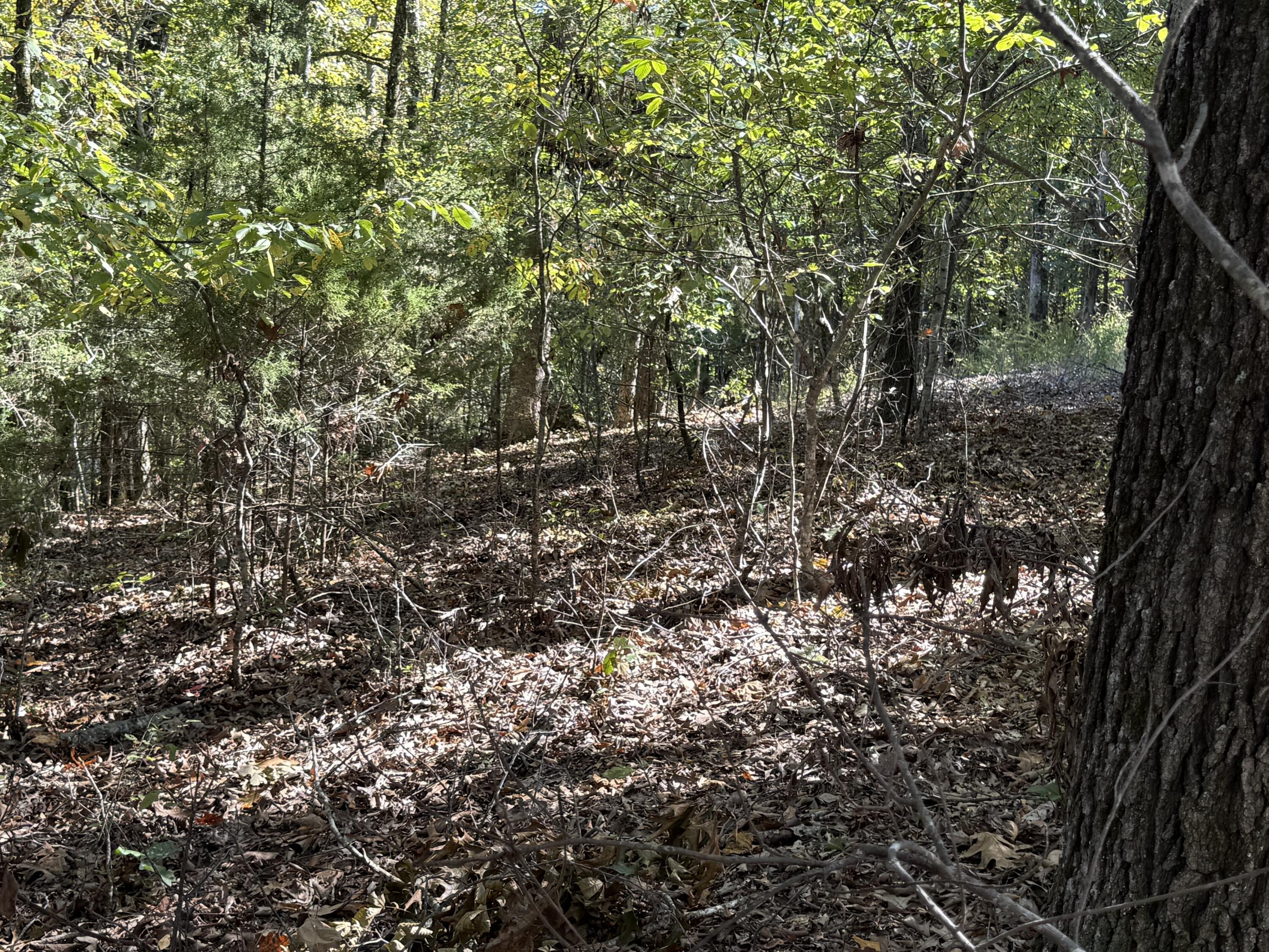 Photo 13 - Land for sale – 000  Farm Road 1263   Golden, MO