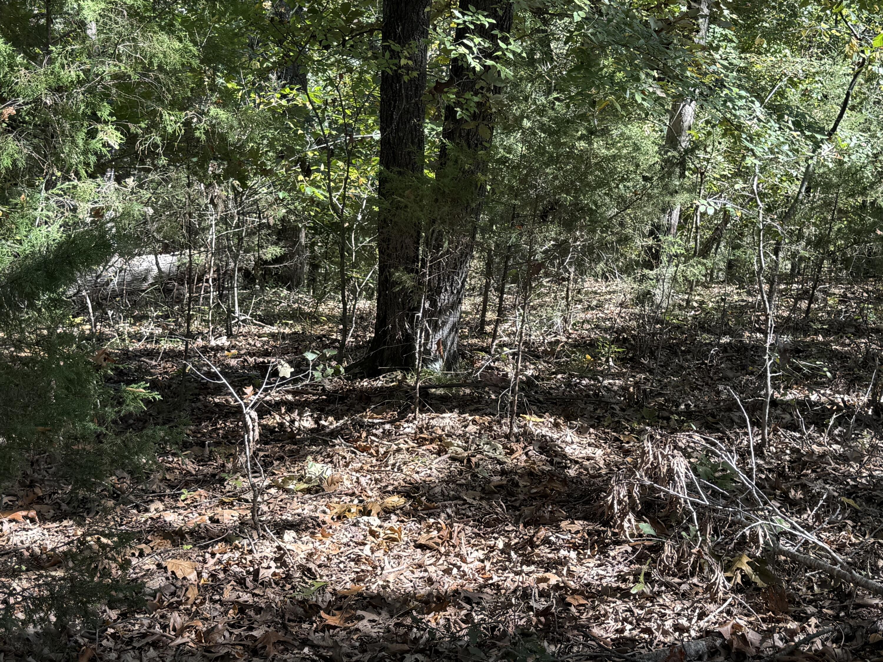 Photo 4 - Land for sale – 000  Farm Road 1263   Golden, MO