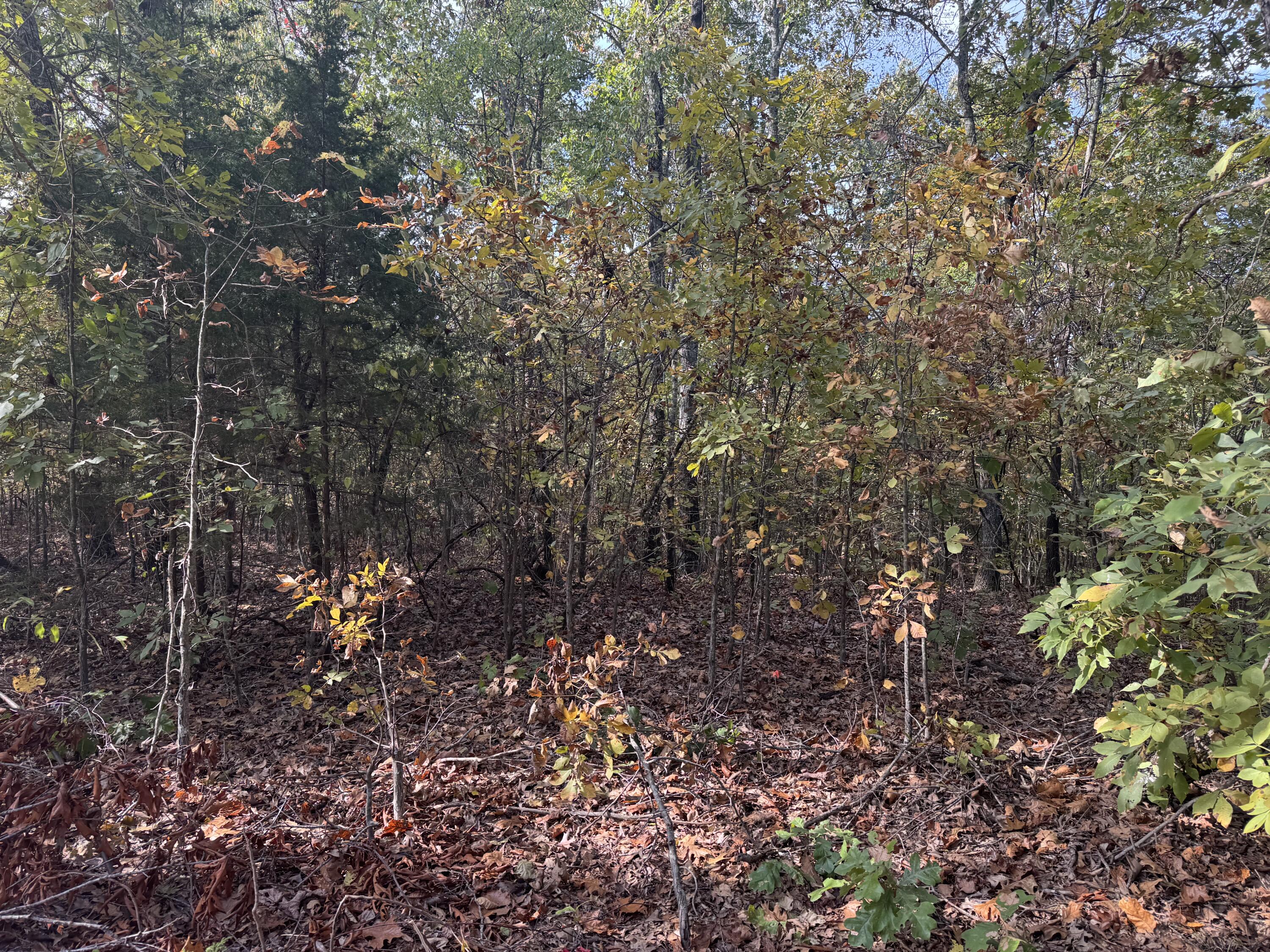 Land for sale – 000  Tbd Yy Highway   Norwood, MO