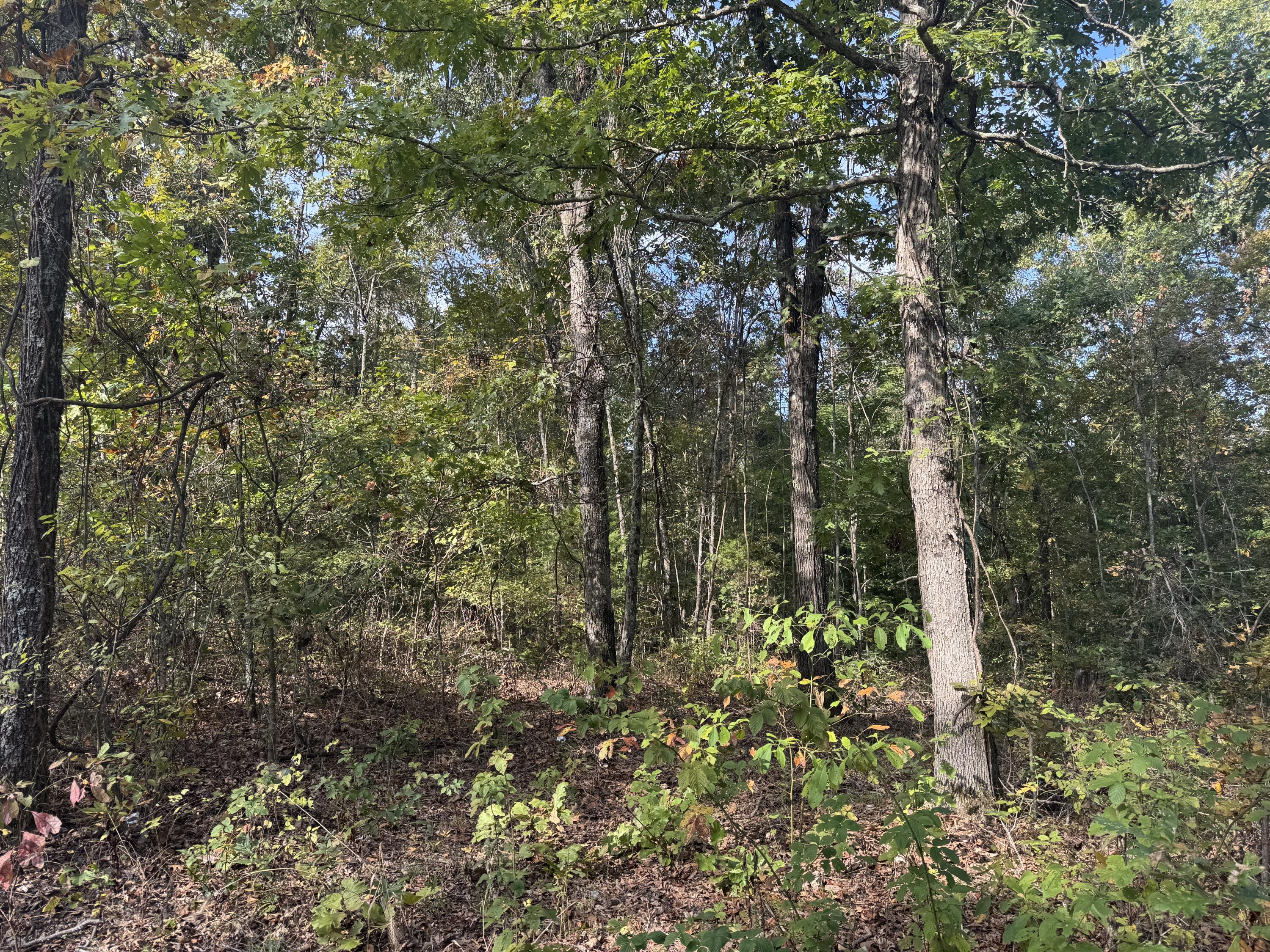 Photo 5 - Land for sale – 000  Tbd Yy Highway   Norwood, MO